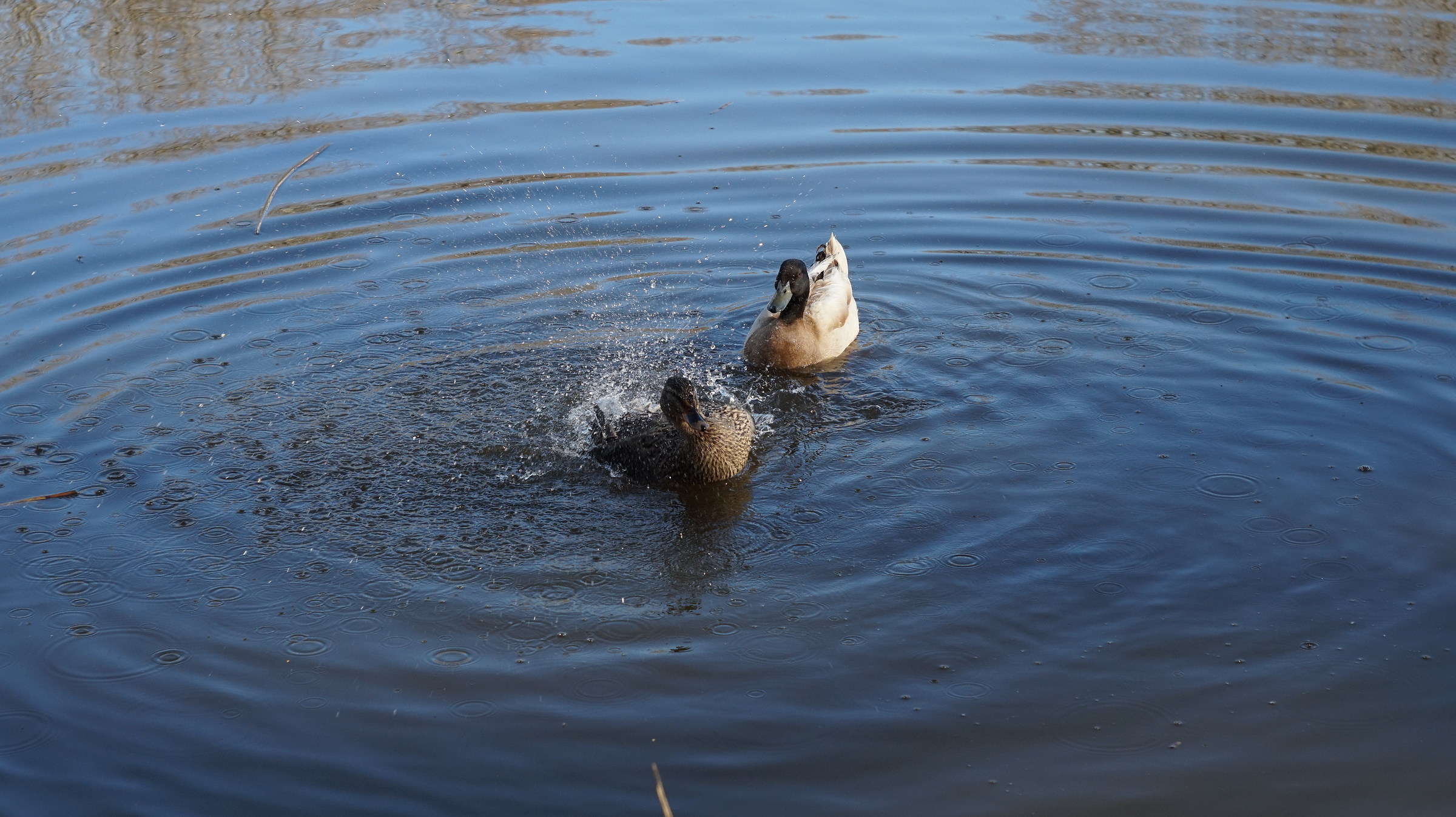 Germano Female splashing