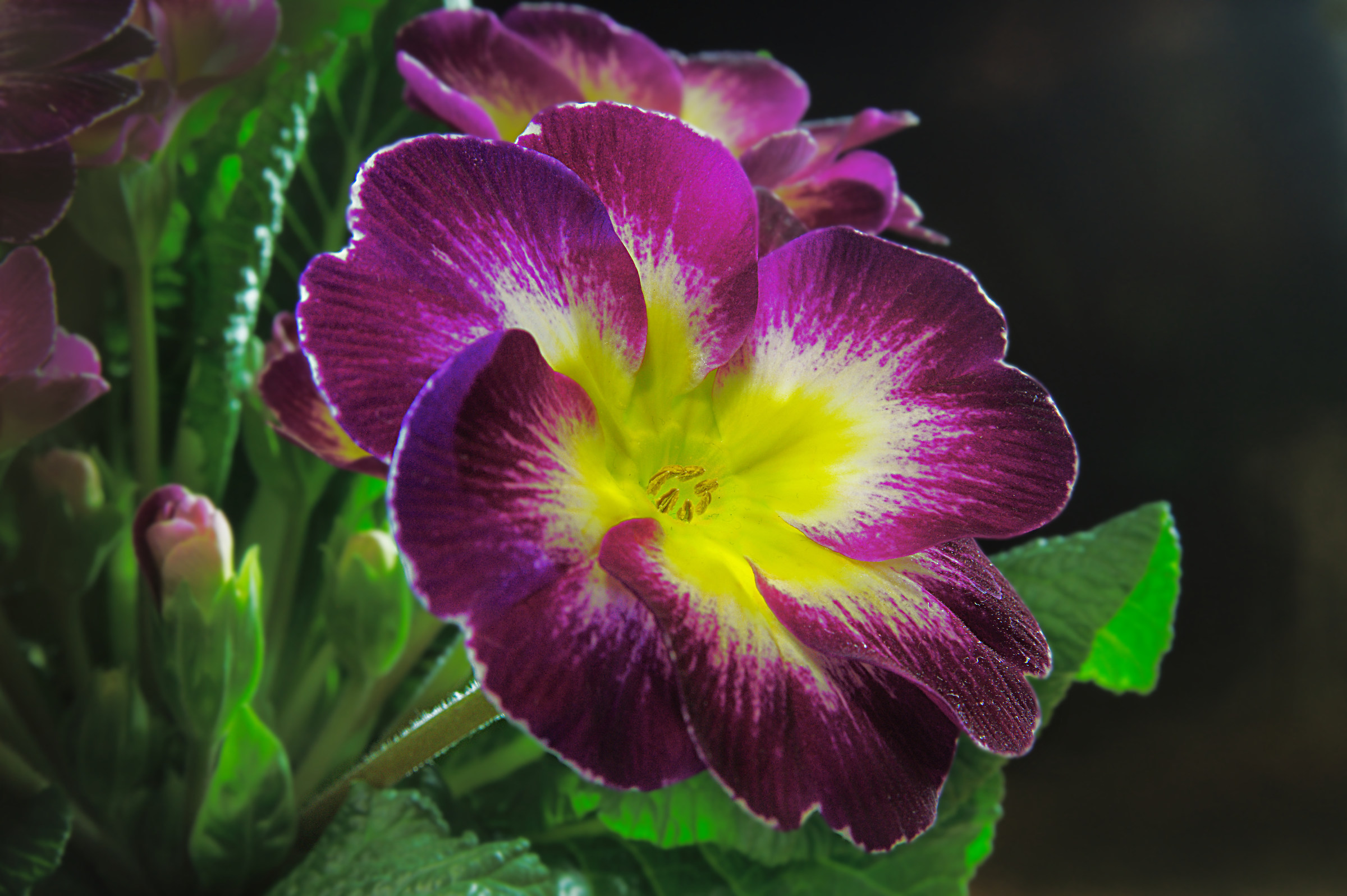 a primrose