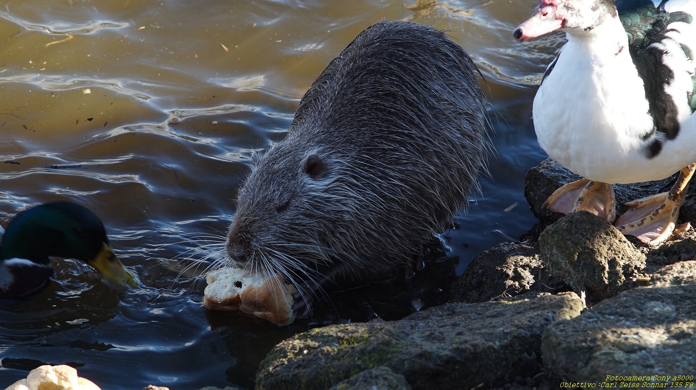 Nutria