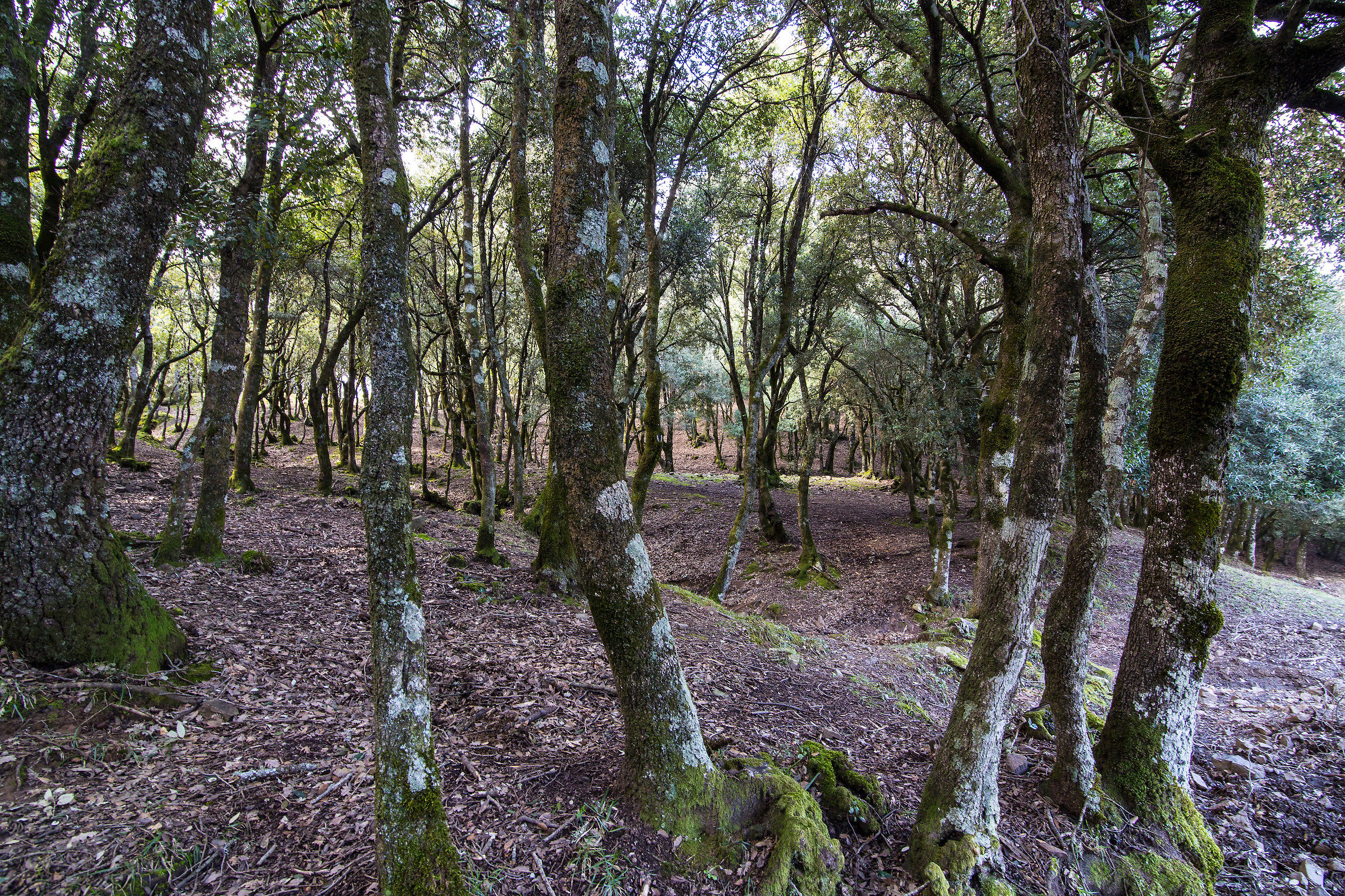 The shade of the oaks