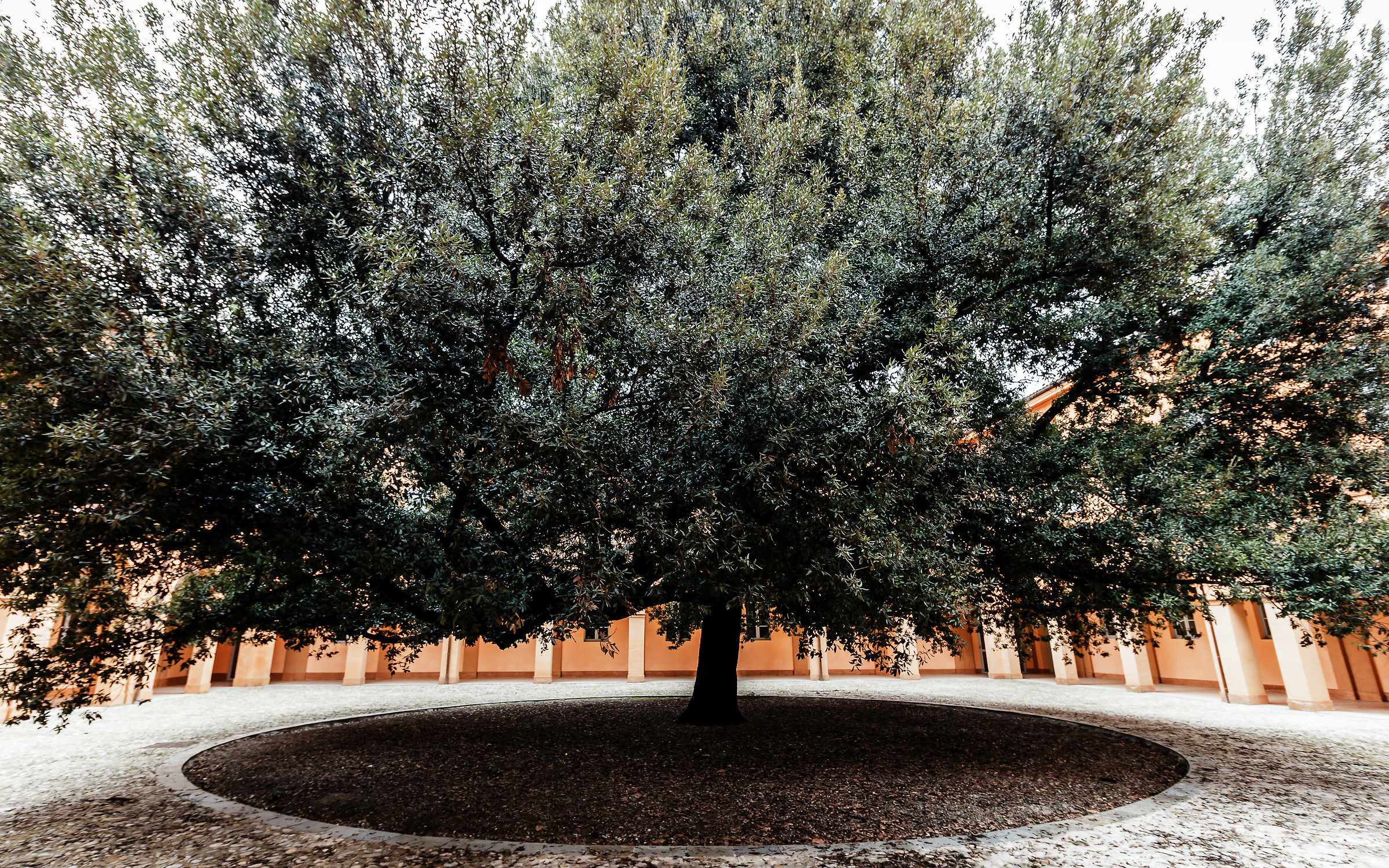 Modena - Cortile del leccio