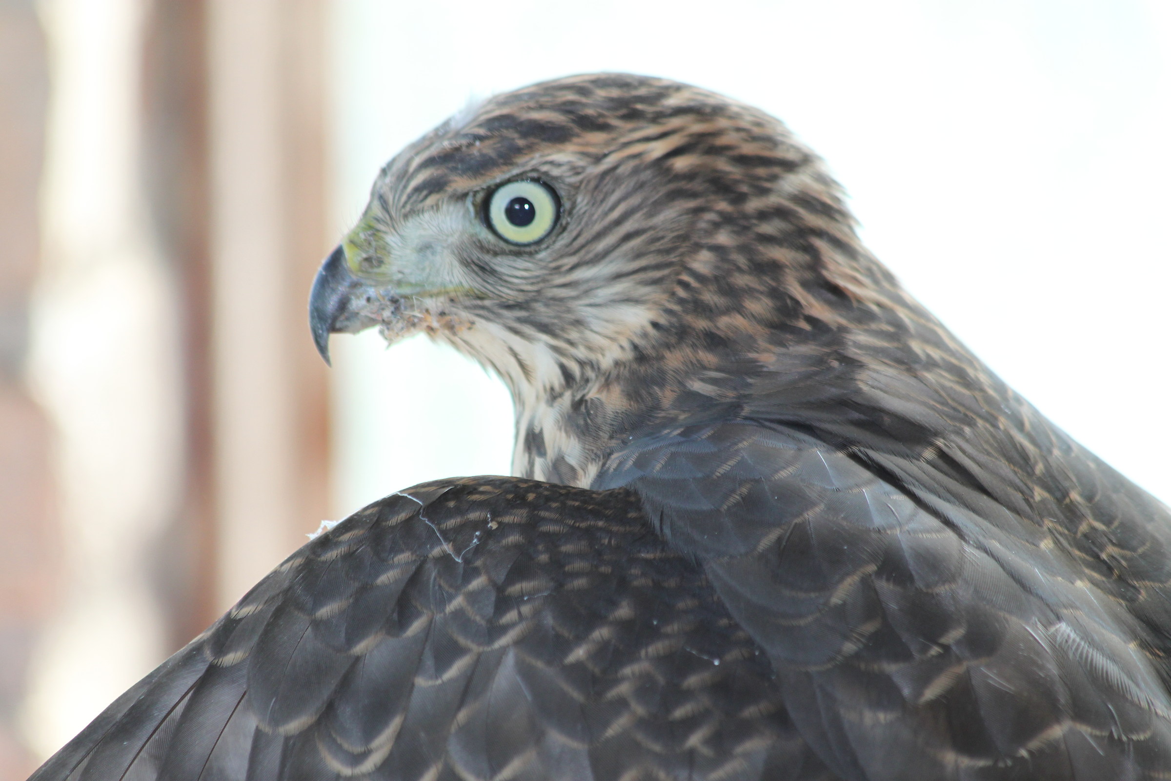 The Peregrine Falcon