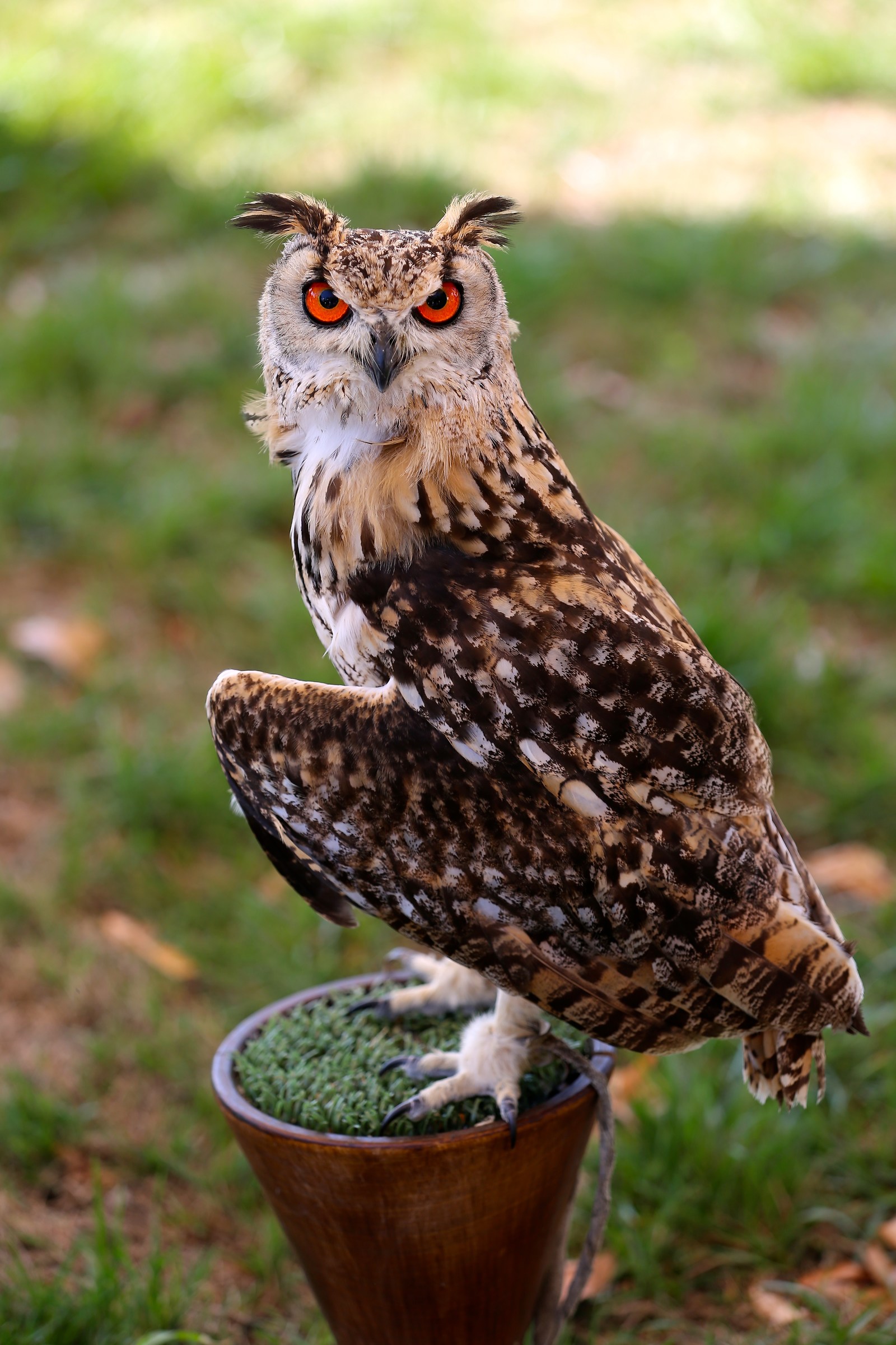 Owl