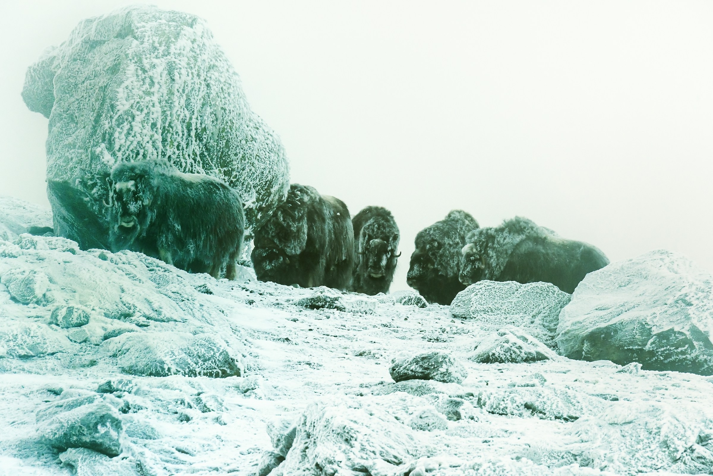 Dovrefjell 2017 - Musk ox, tra la nebbia e il gelo