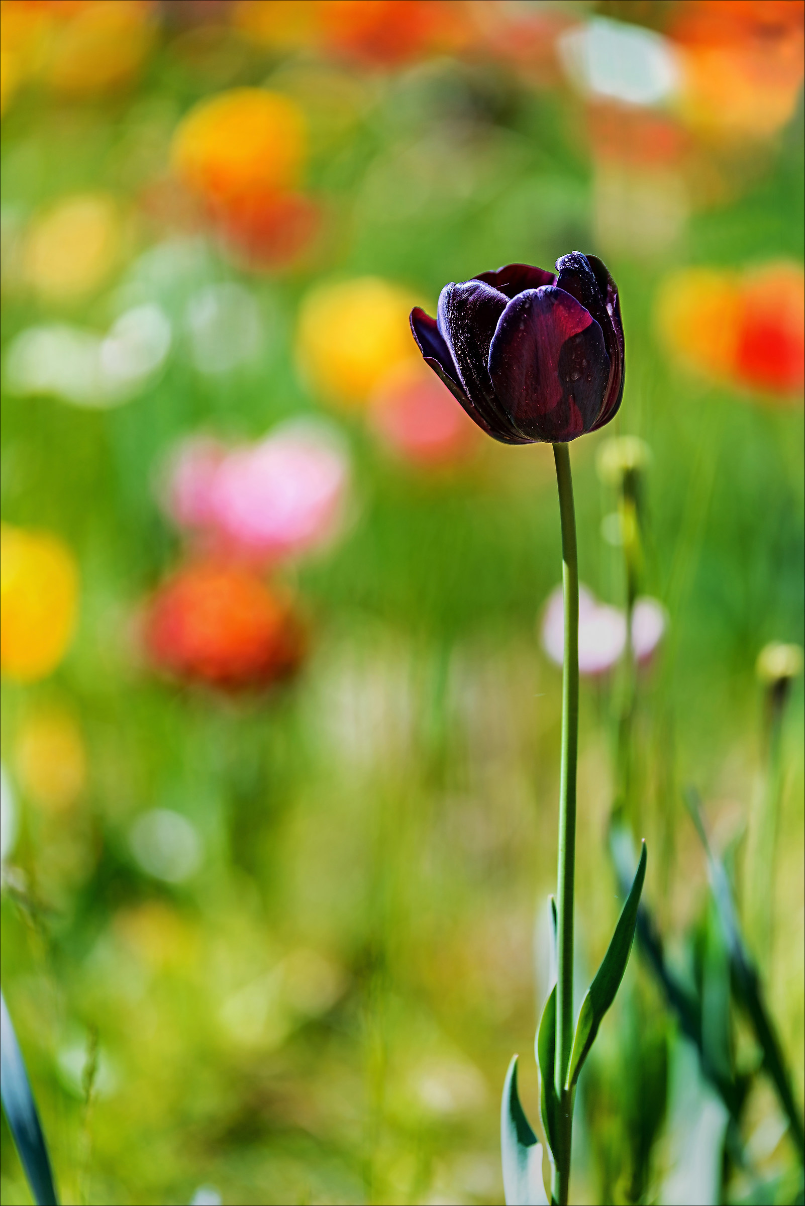 Tulipano Nero