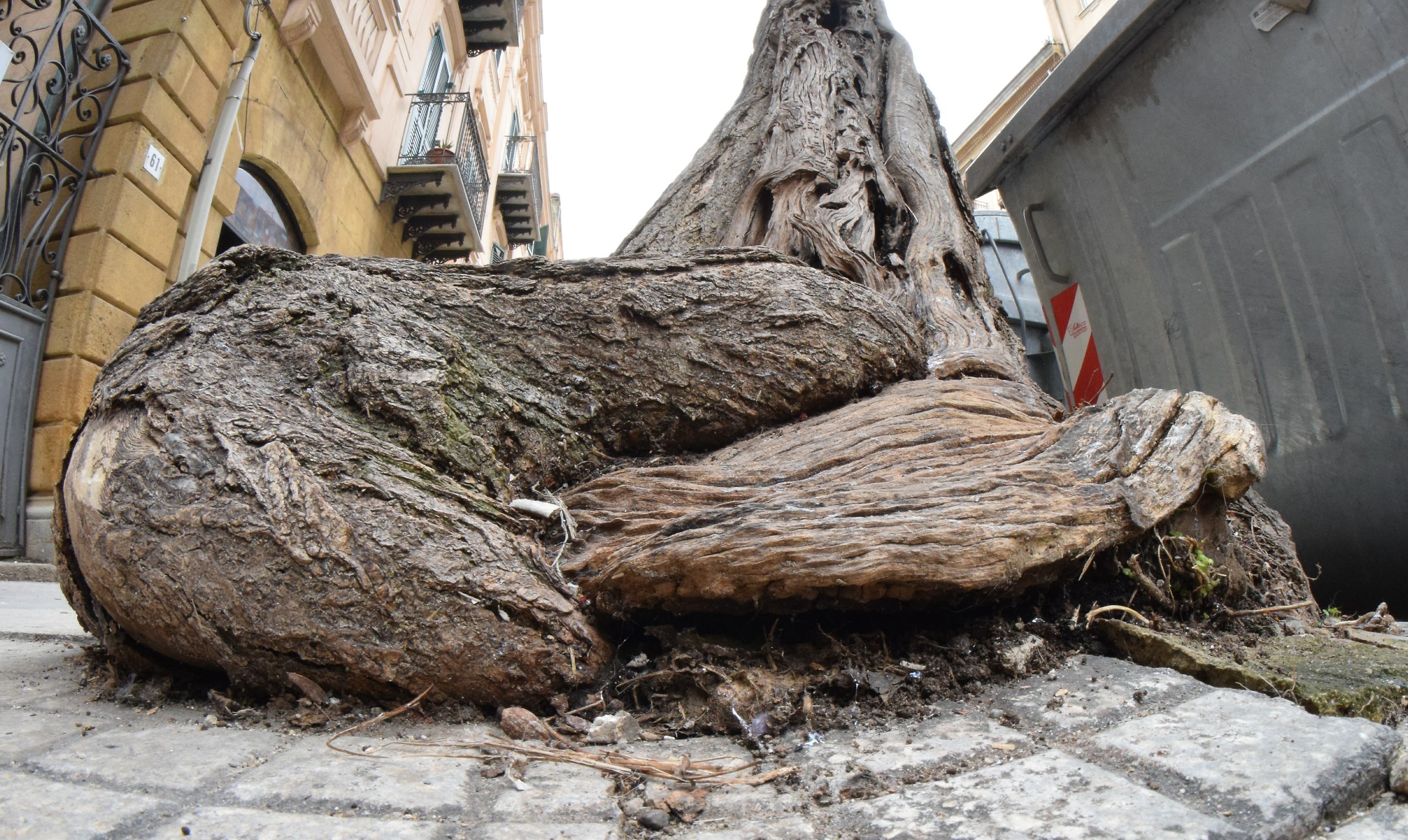 il bello delle radici