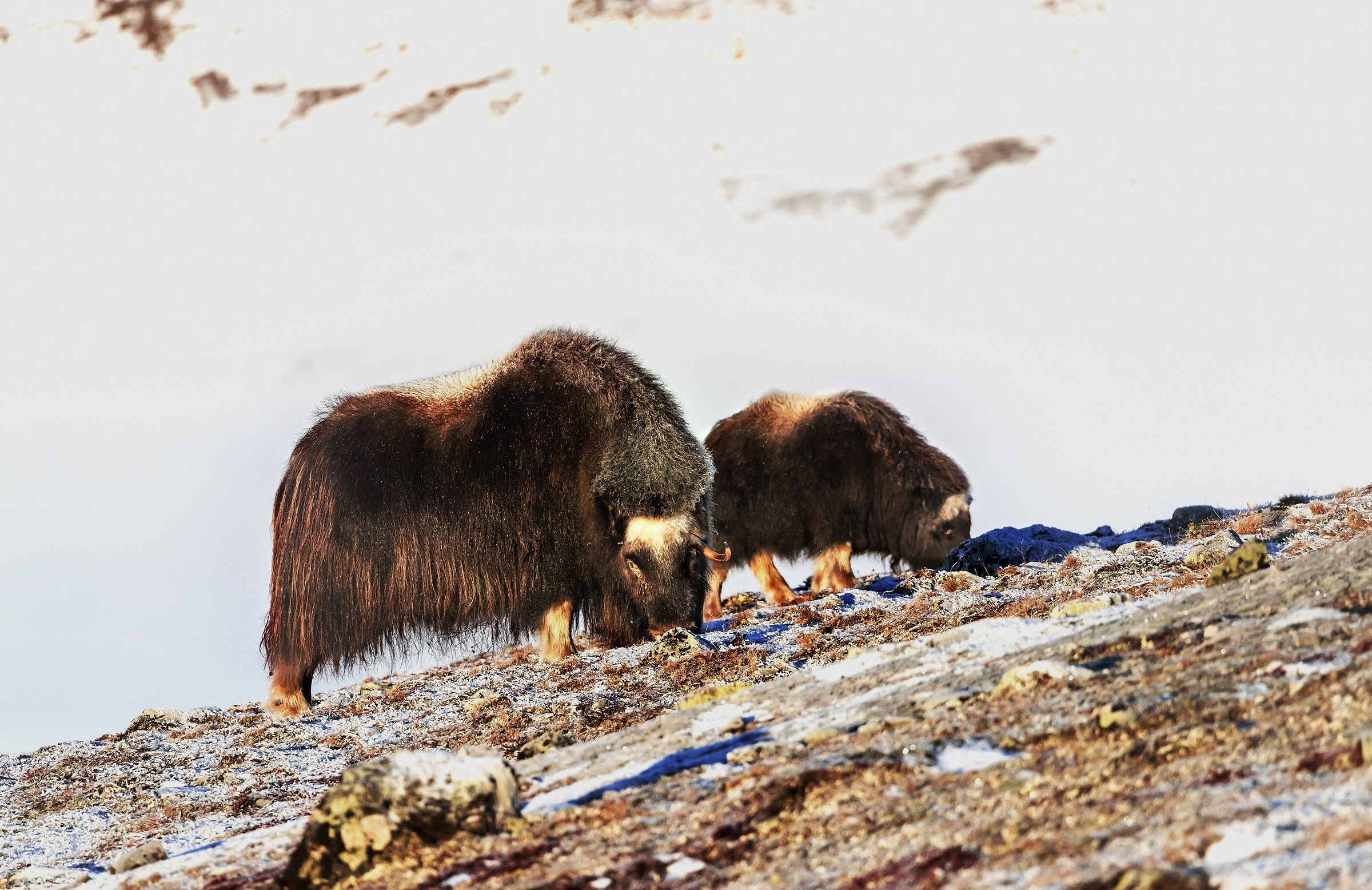 Dovrefjell 2017 - Musk ox