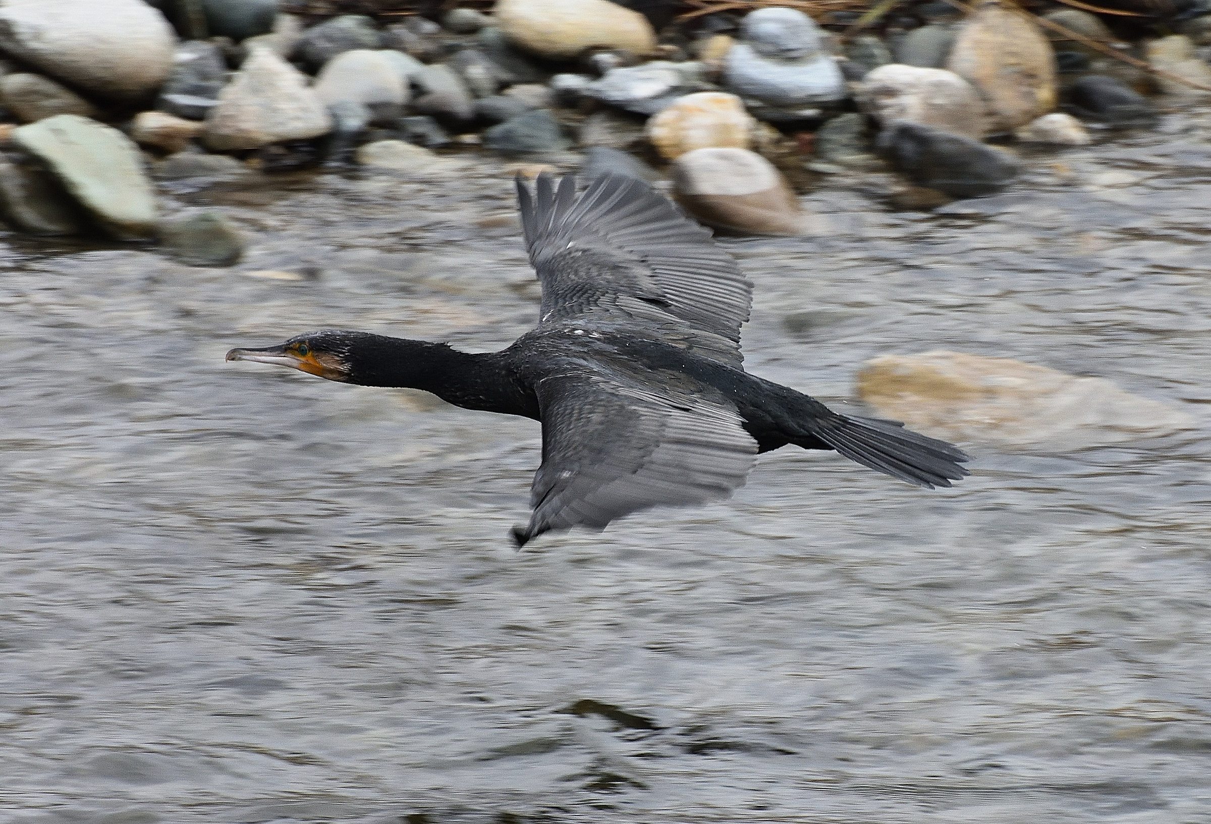 Cormorant