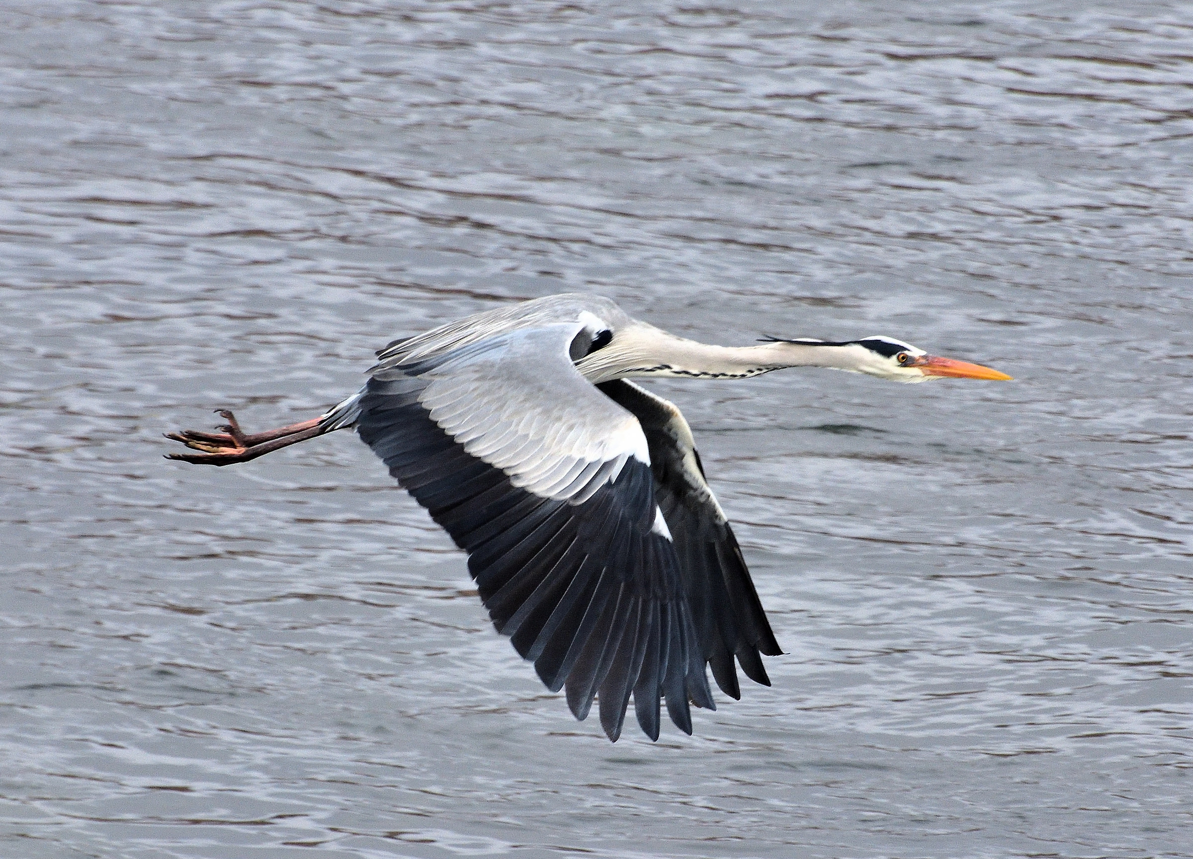 Grey Heron