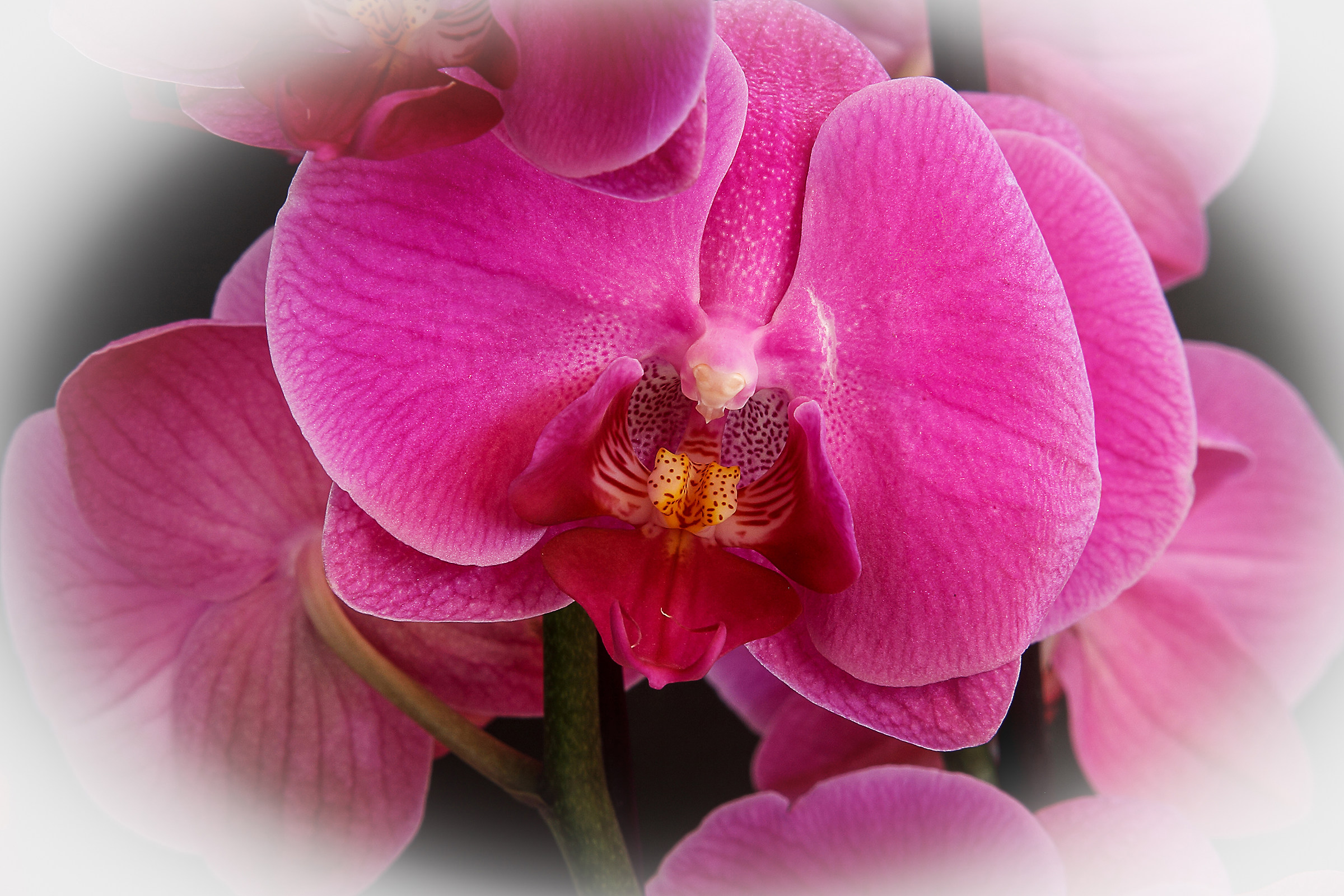 Orchid