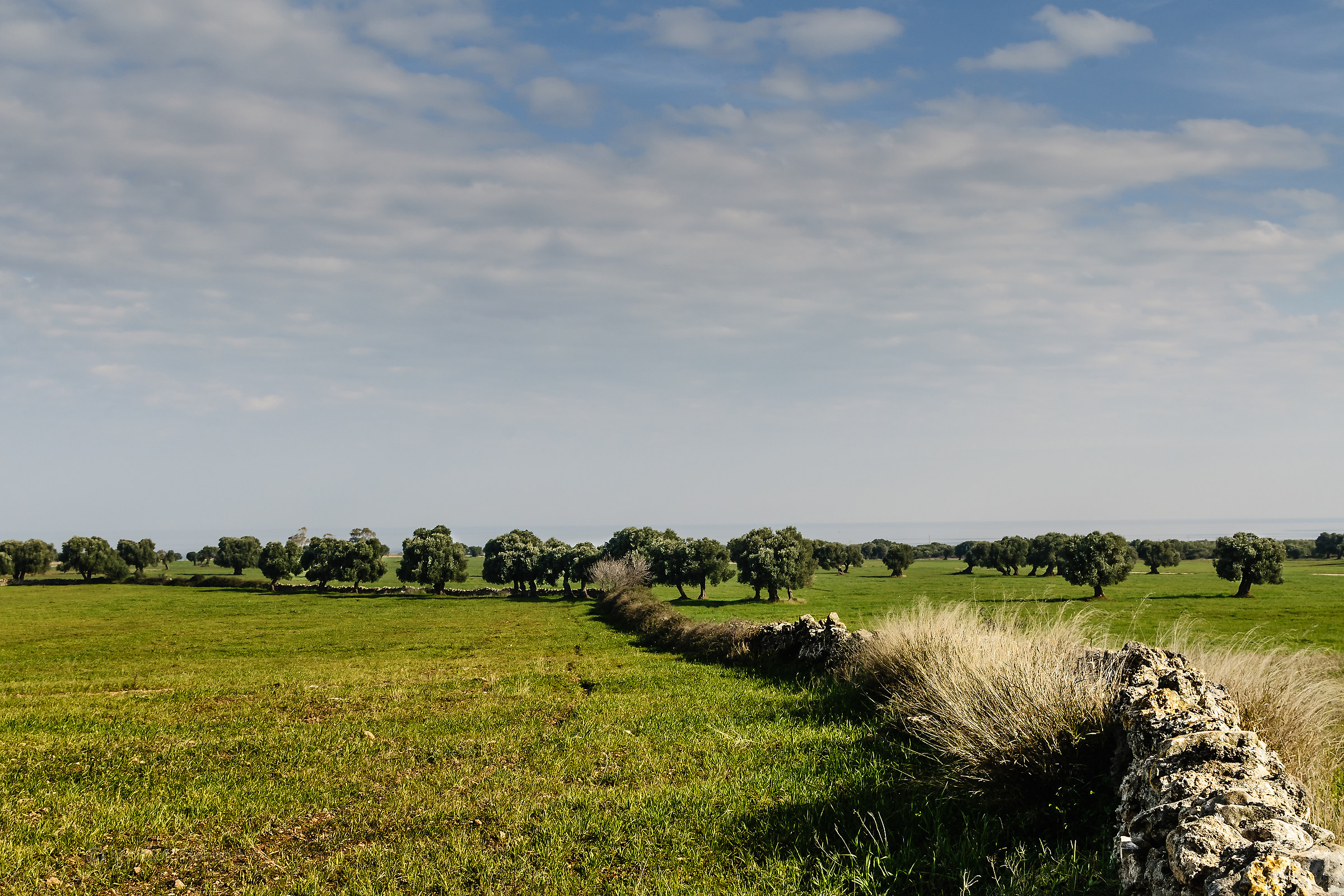 Ulivi su piana di Ostuni #4