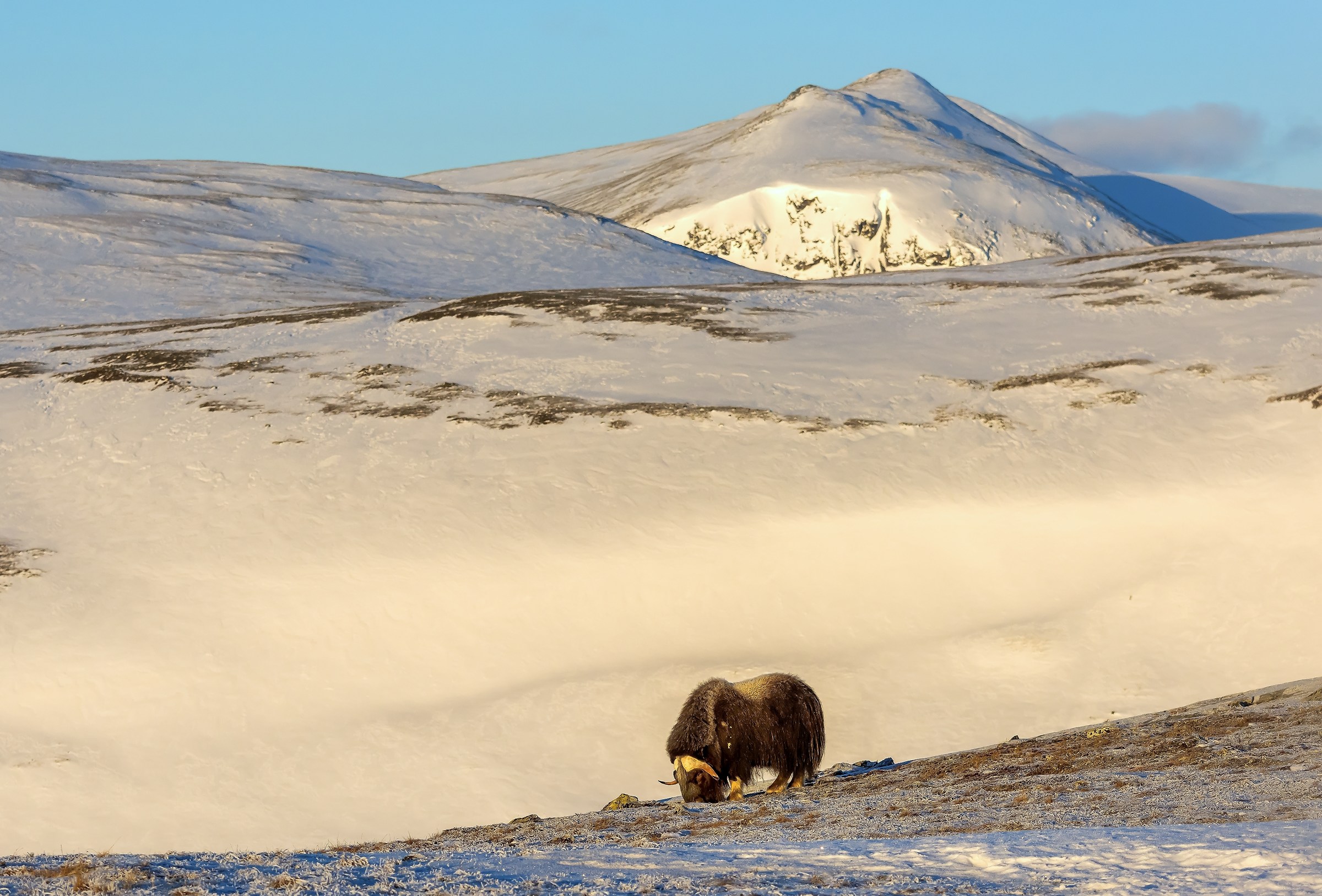 Dovrefjell 2017 - Musk ox