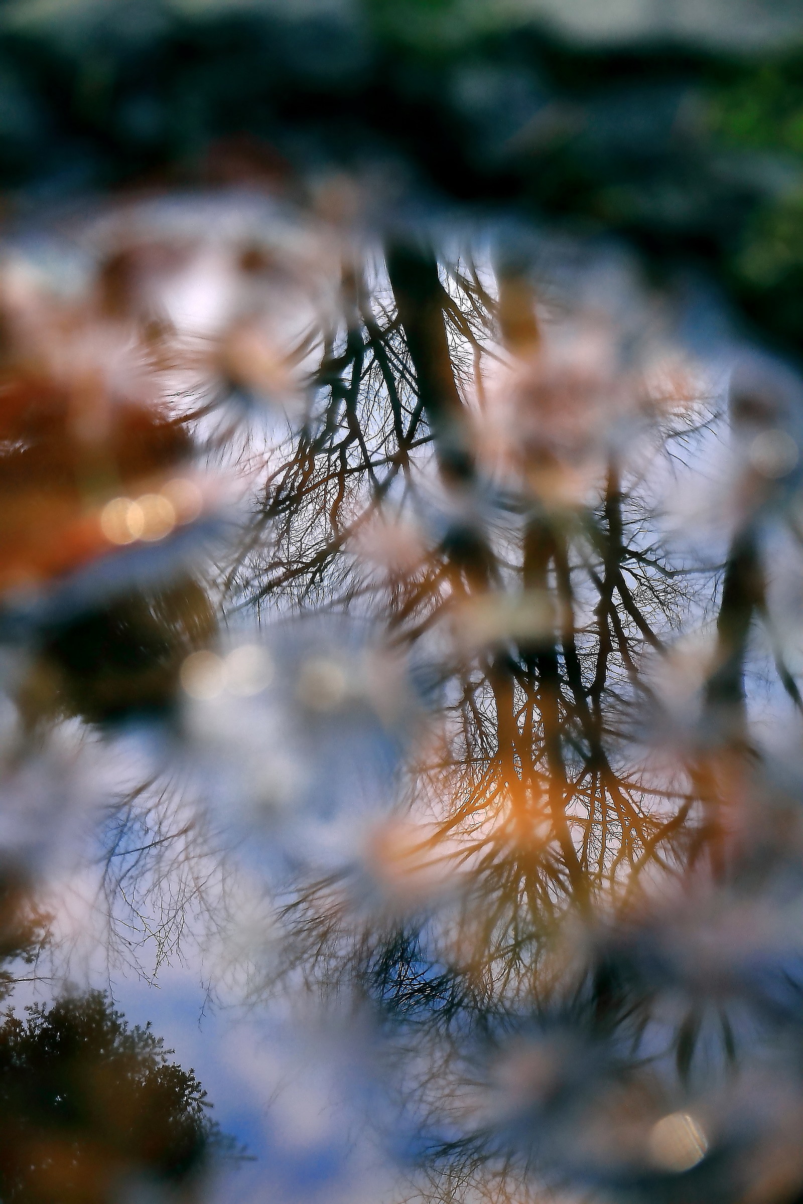 Reflection of autumn