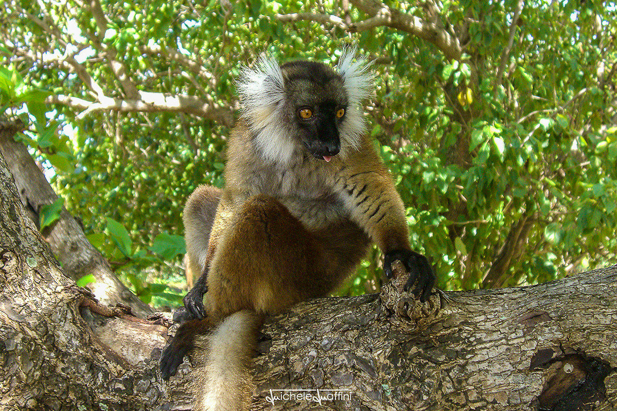 Madagascar - Skate - Lemur