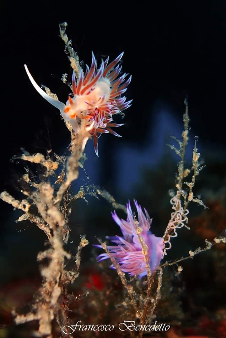 Flabellina affinis in deposition and friend Cratena