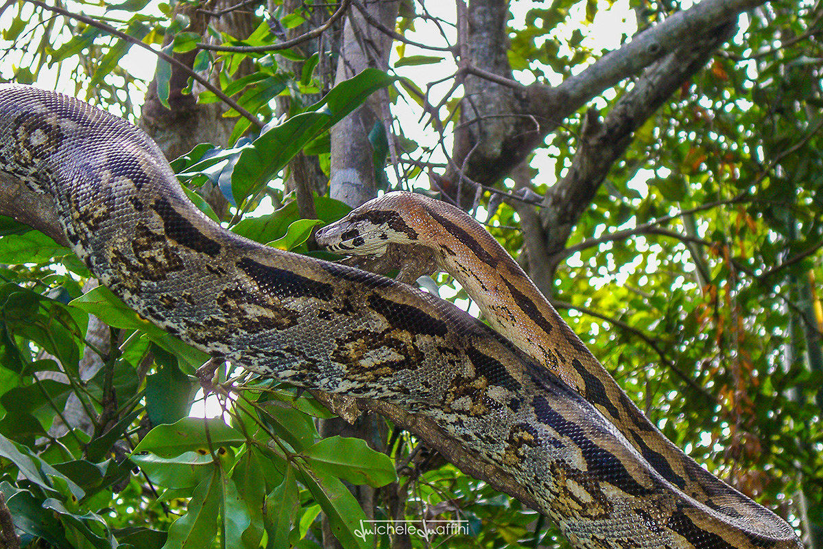 Madagascar - Lokobe Forest - Boa