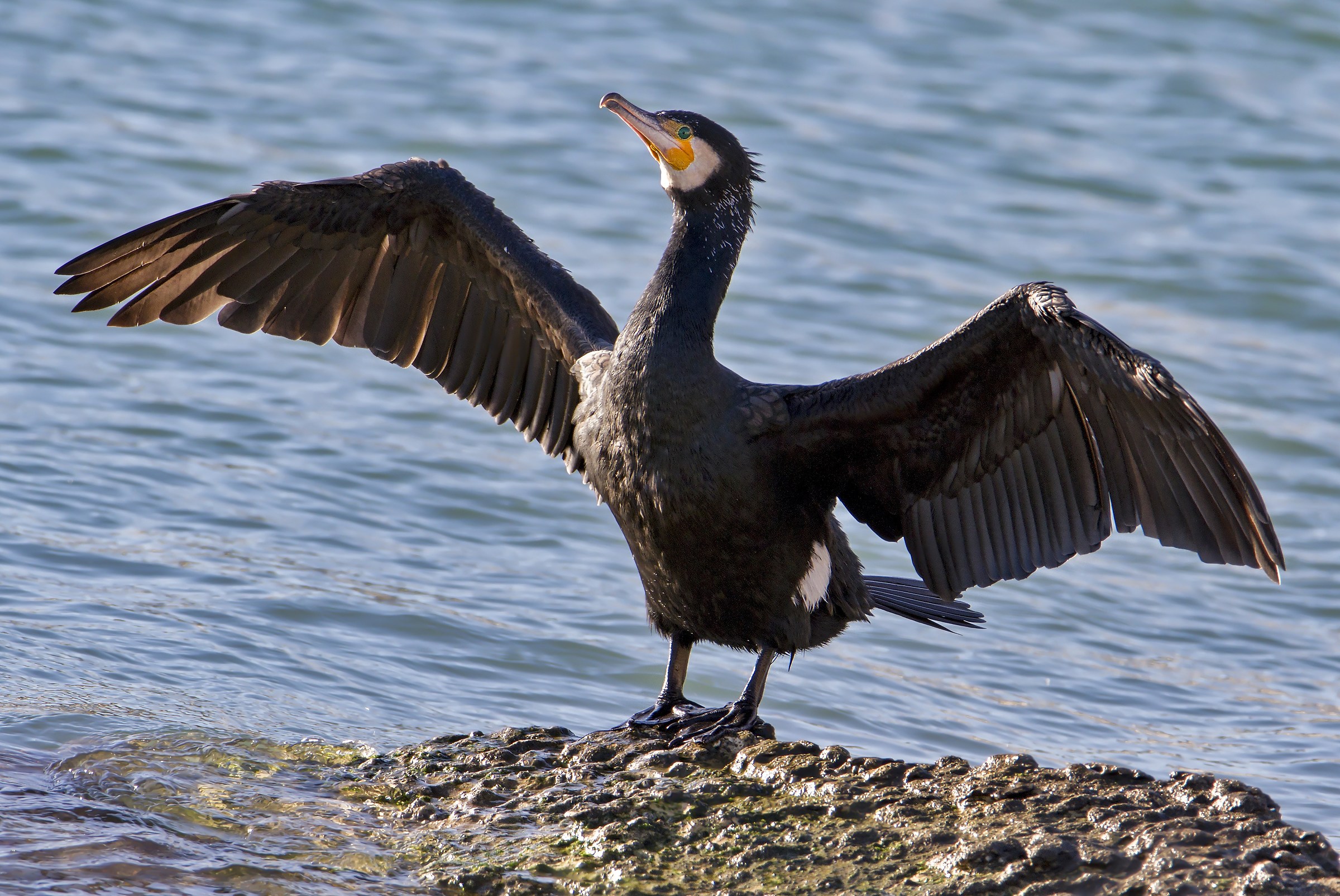 Cormorant