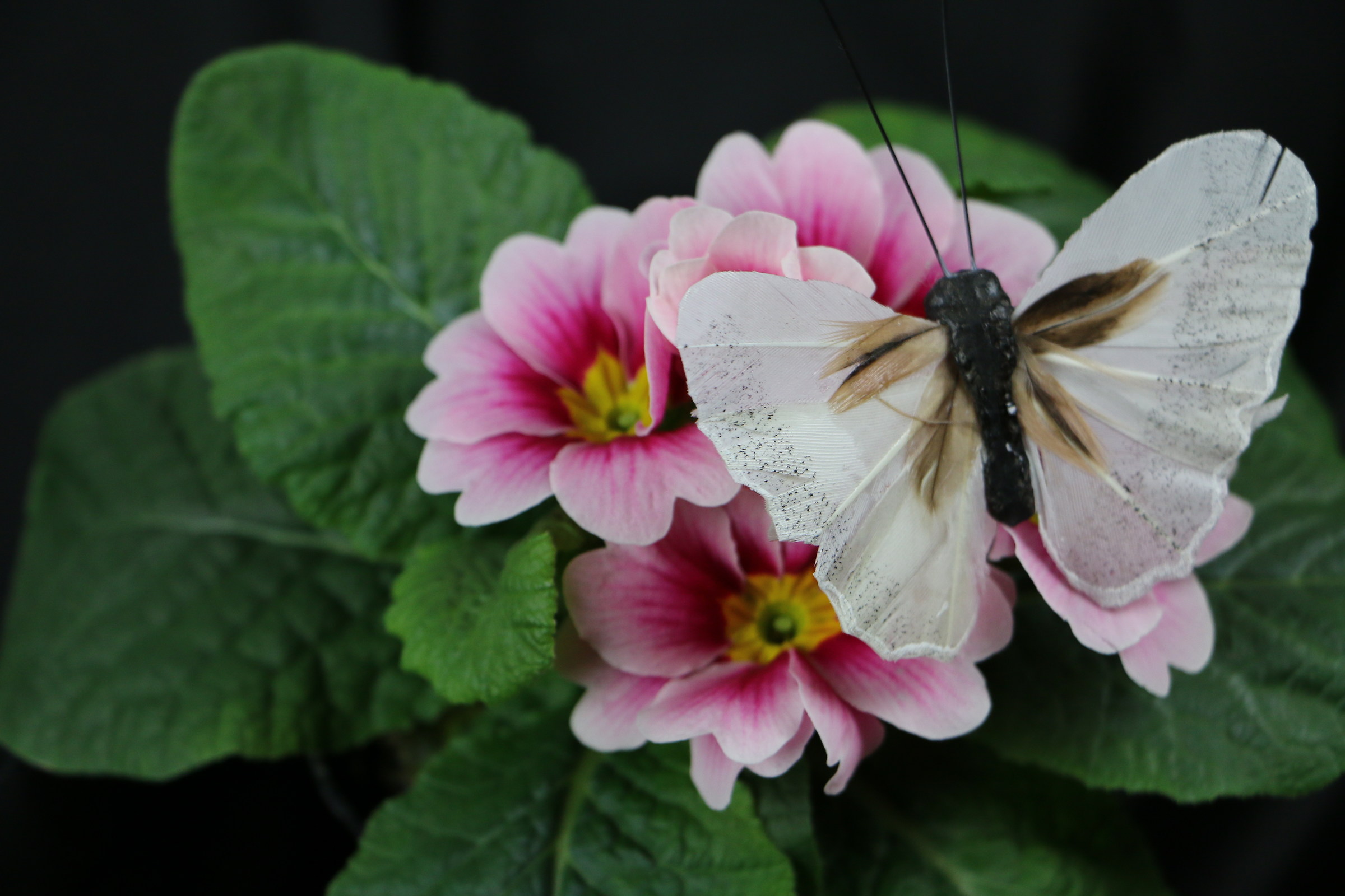 Innamorari....per non