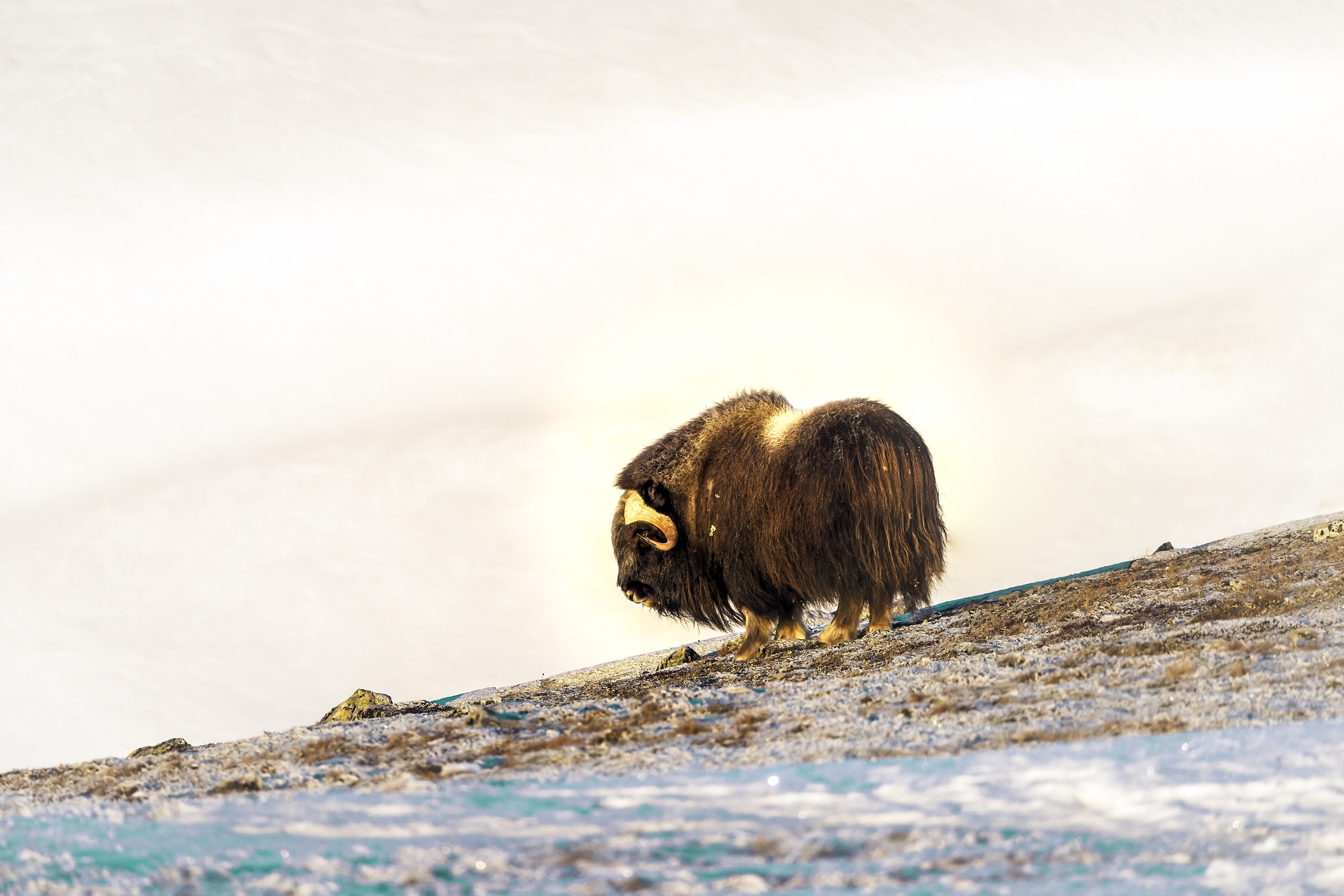 Dovrefjell 2017 - Musk ox