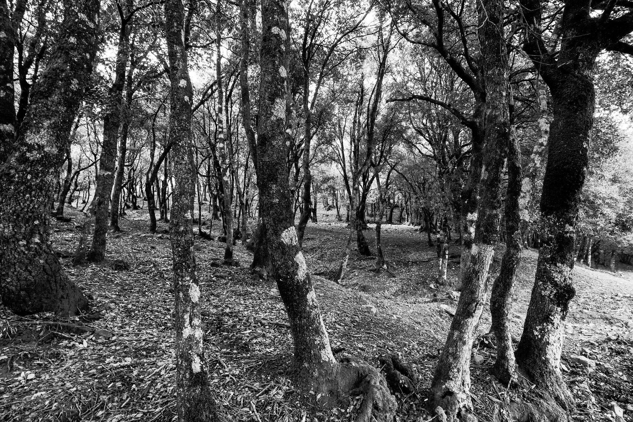 Textures of wood in the forest Cesarò