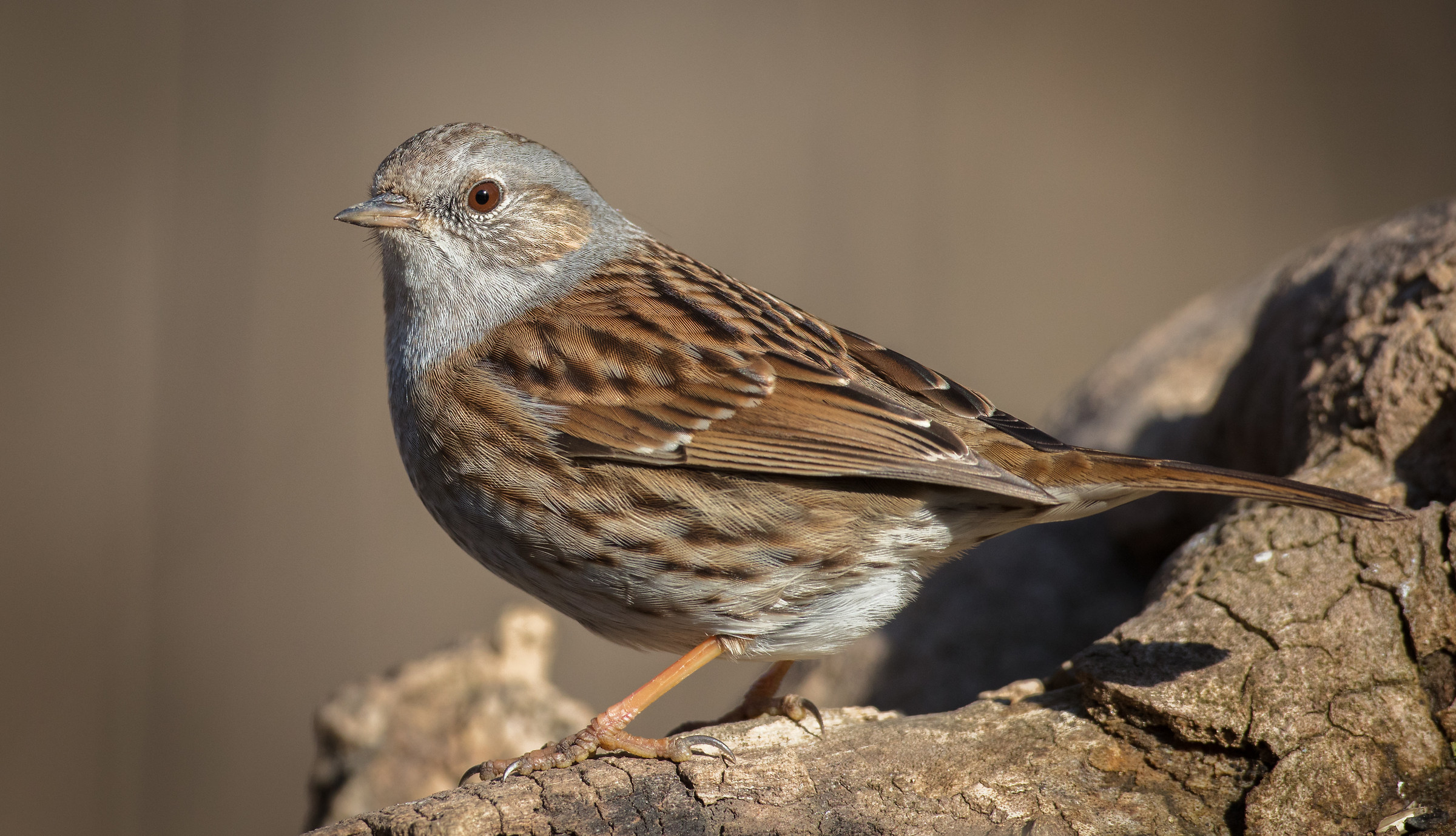 Portrait of Dunnock
