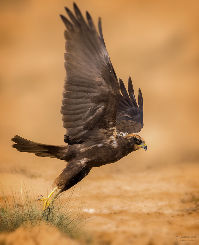 Falco di palude