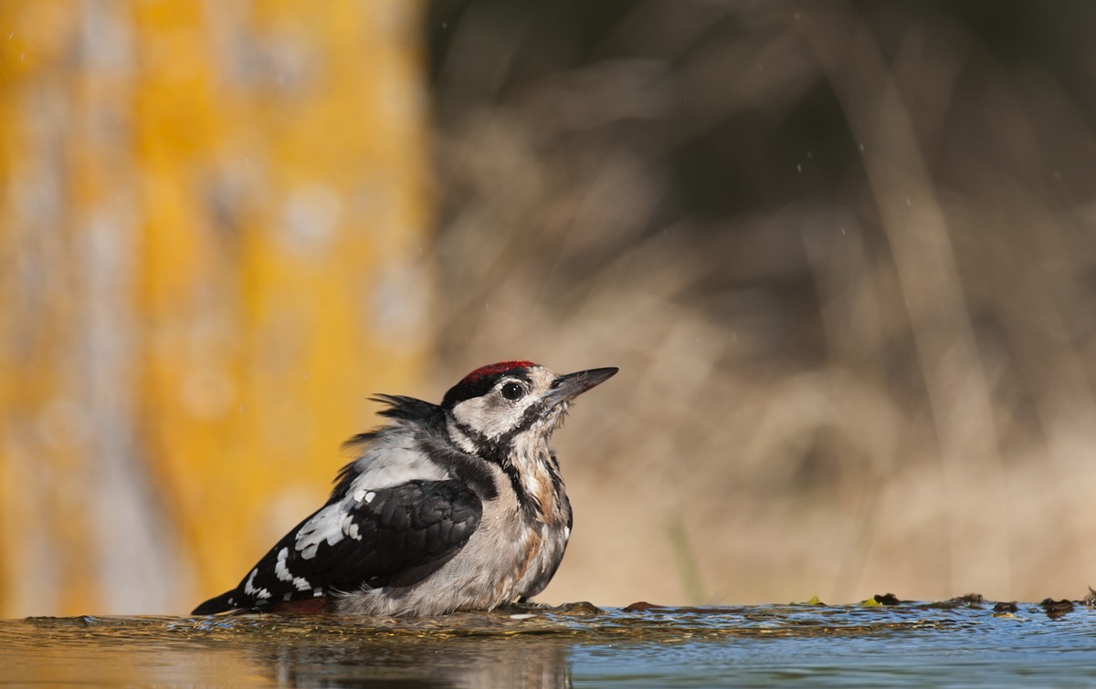 il bagno del picchio