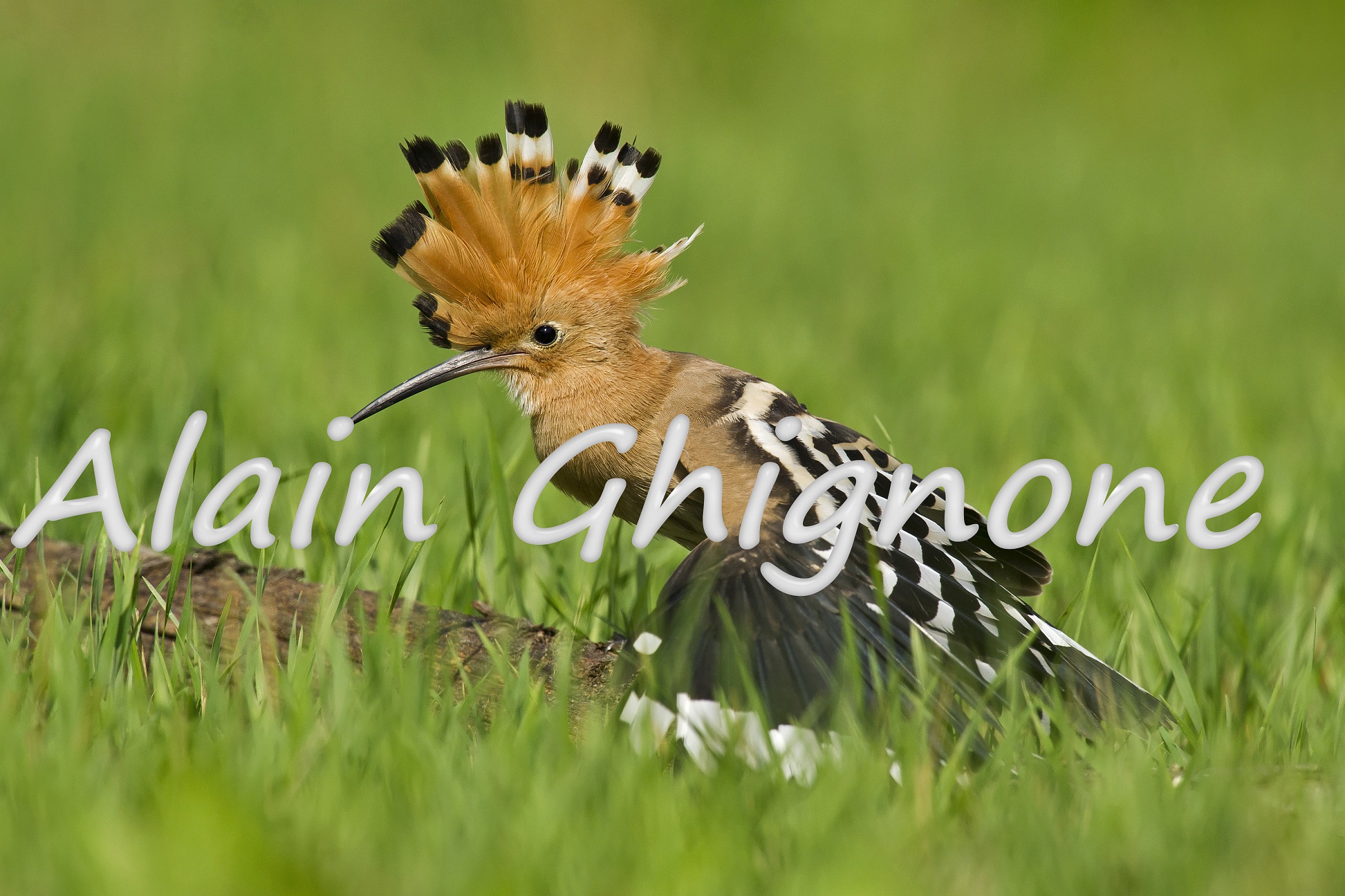 Upupa _ adrenalina pura