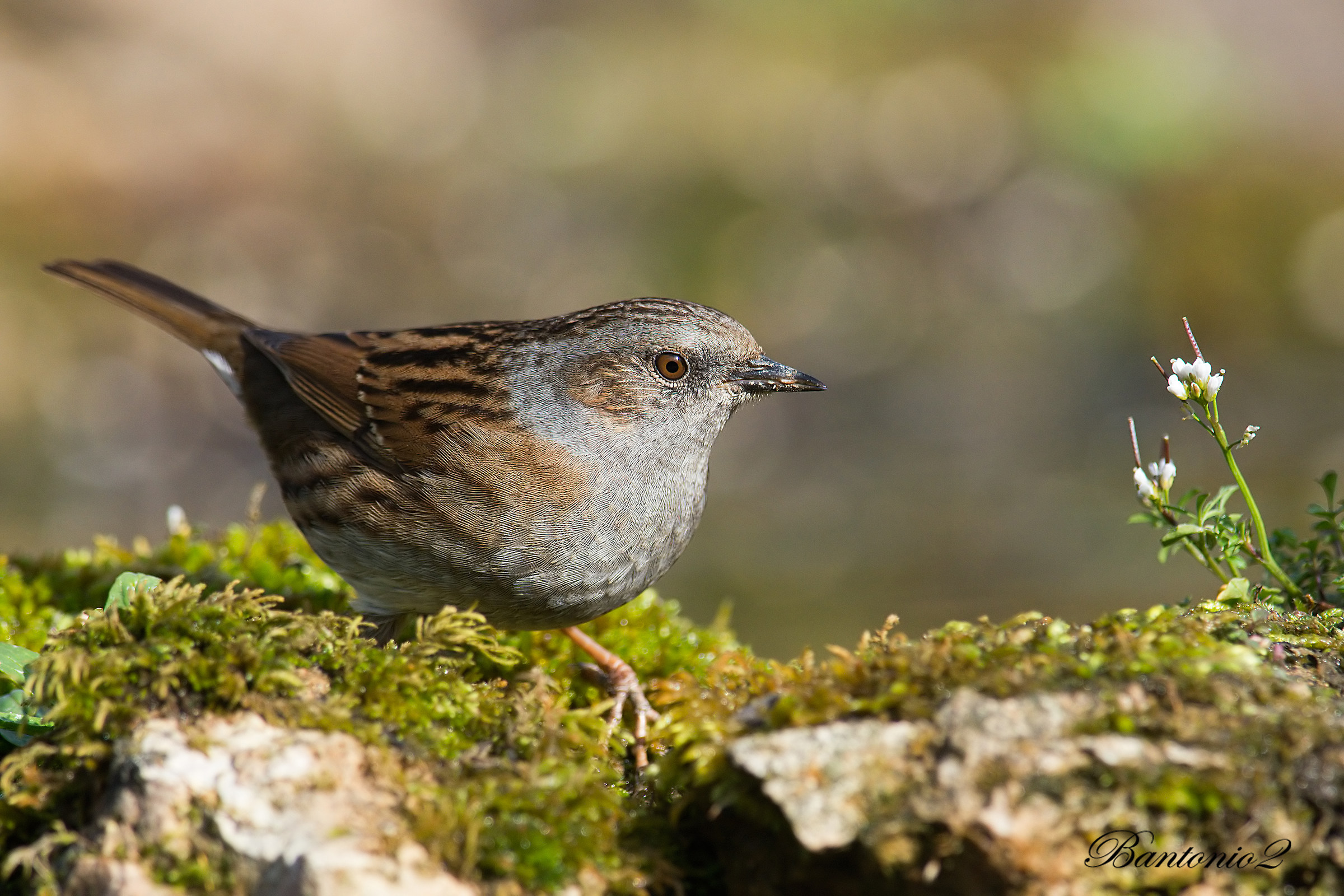 Dunnock (Prunella modularis).