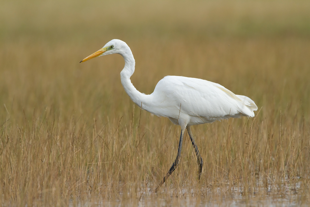 Great White Egret