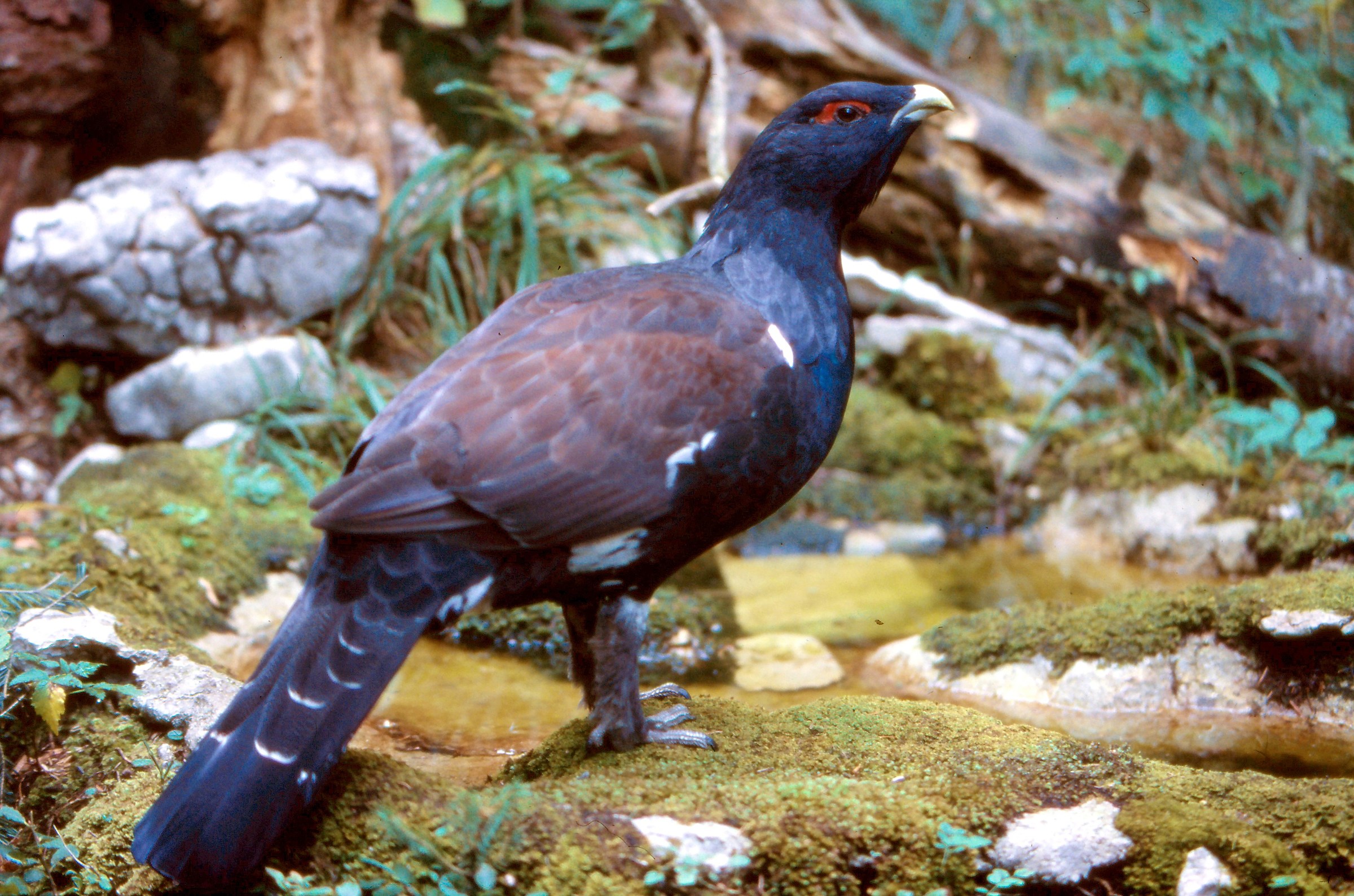 wonders of nature....