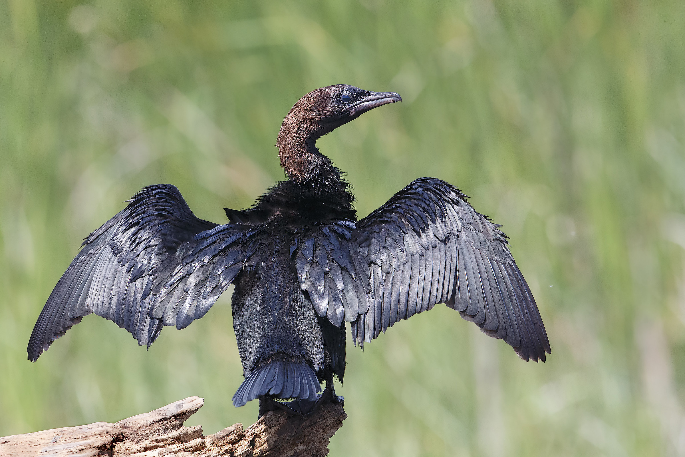 cormorant Minor