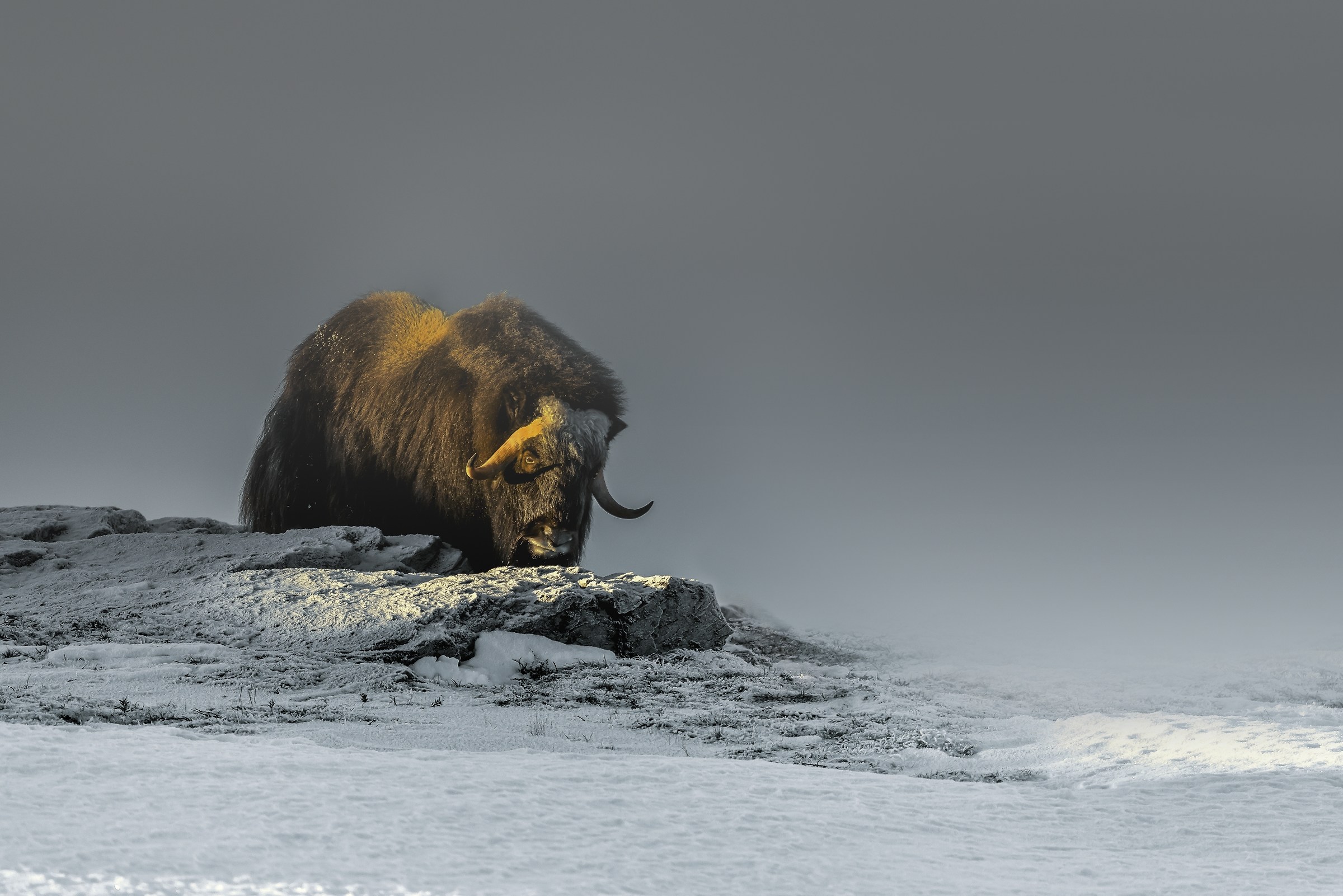 Dovrefjell 2017 - Musk ox