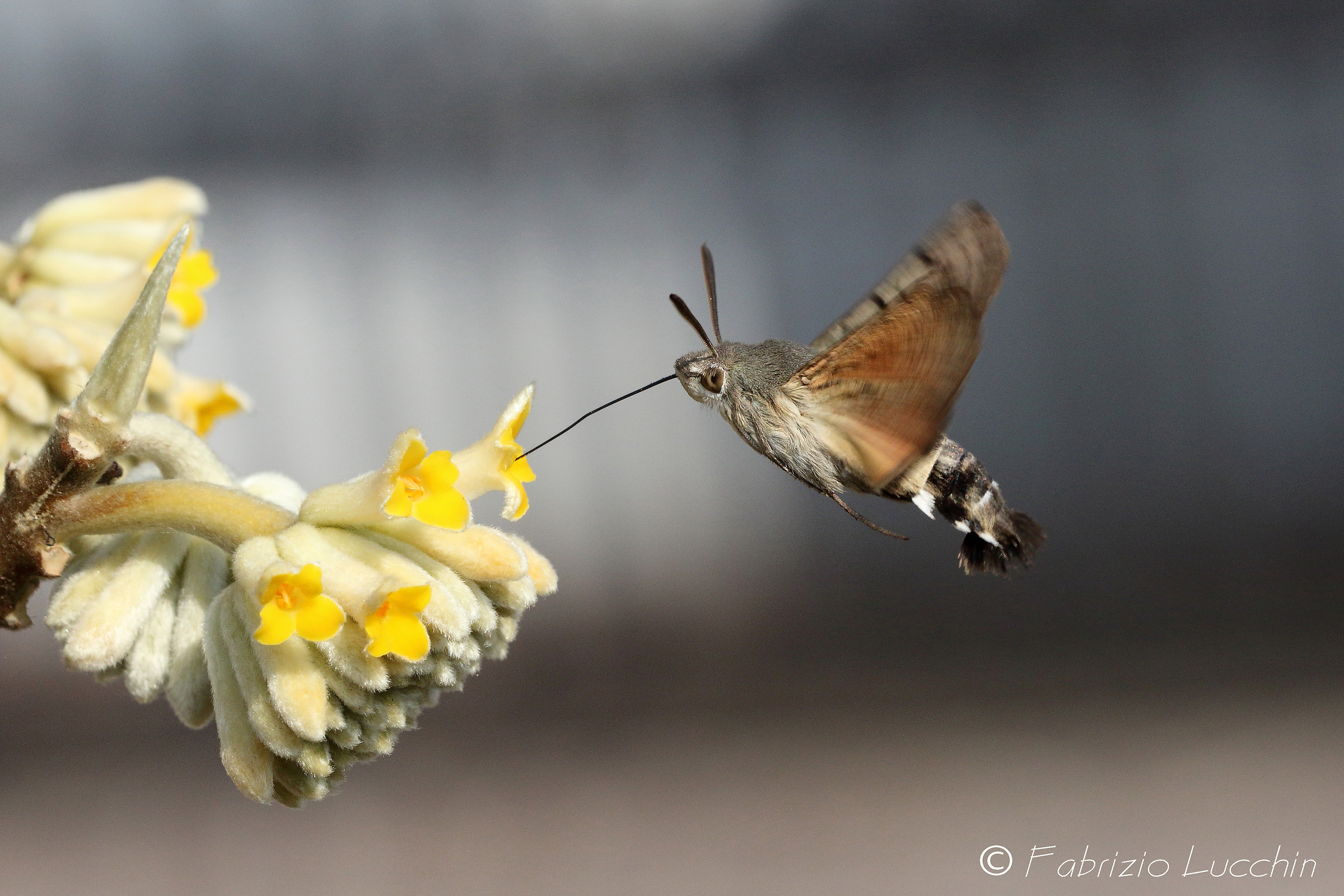 Macroglossum stellatarum (Sfinge del galio)