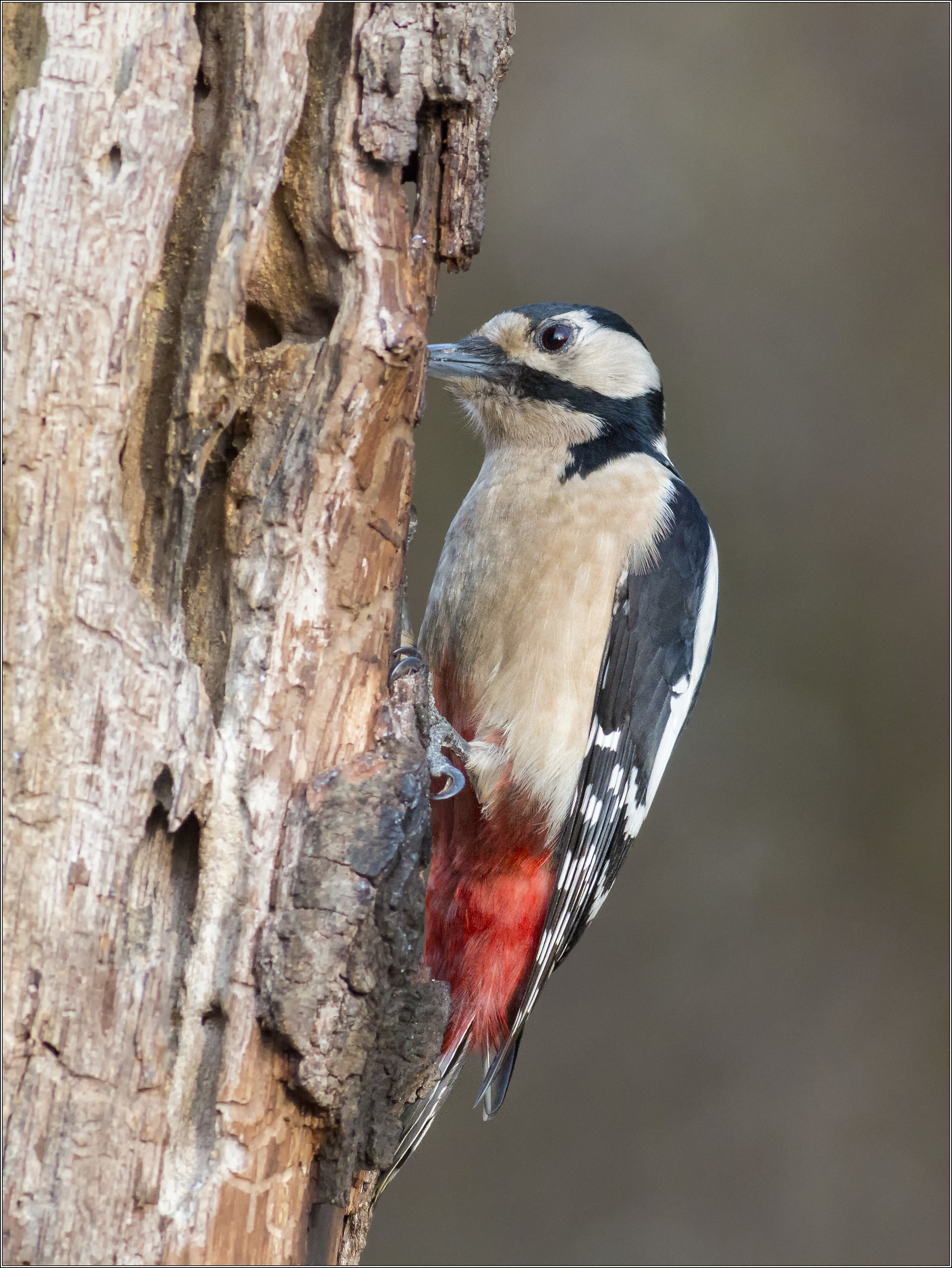 great spotted woodpecker