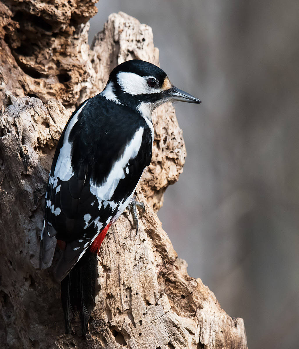 Great Spotted Woodpecker