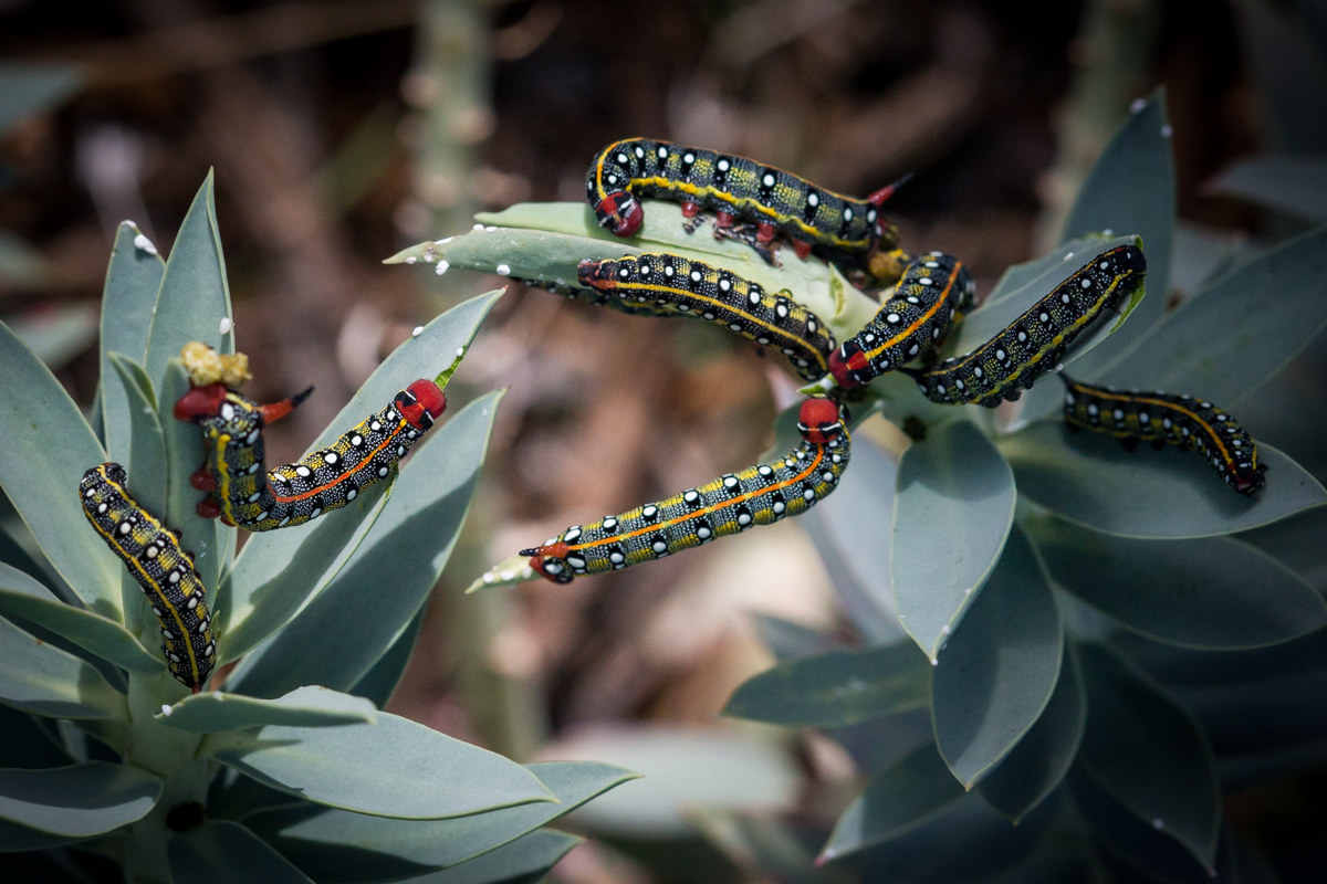 Sfinge dell'euforbia