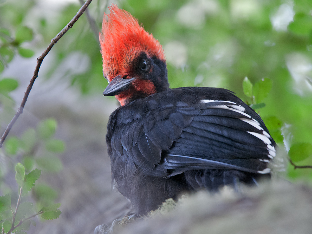 Magellanic woodpecker