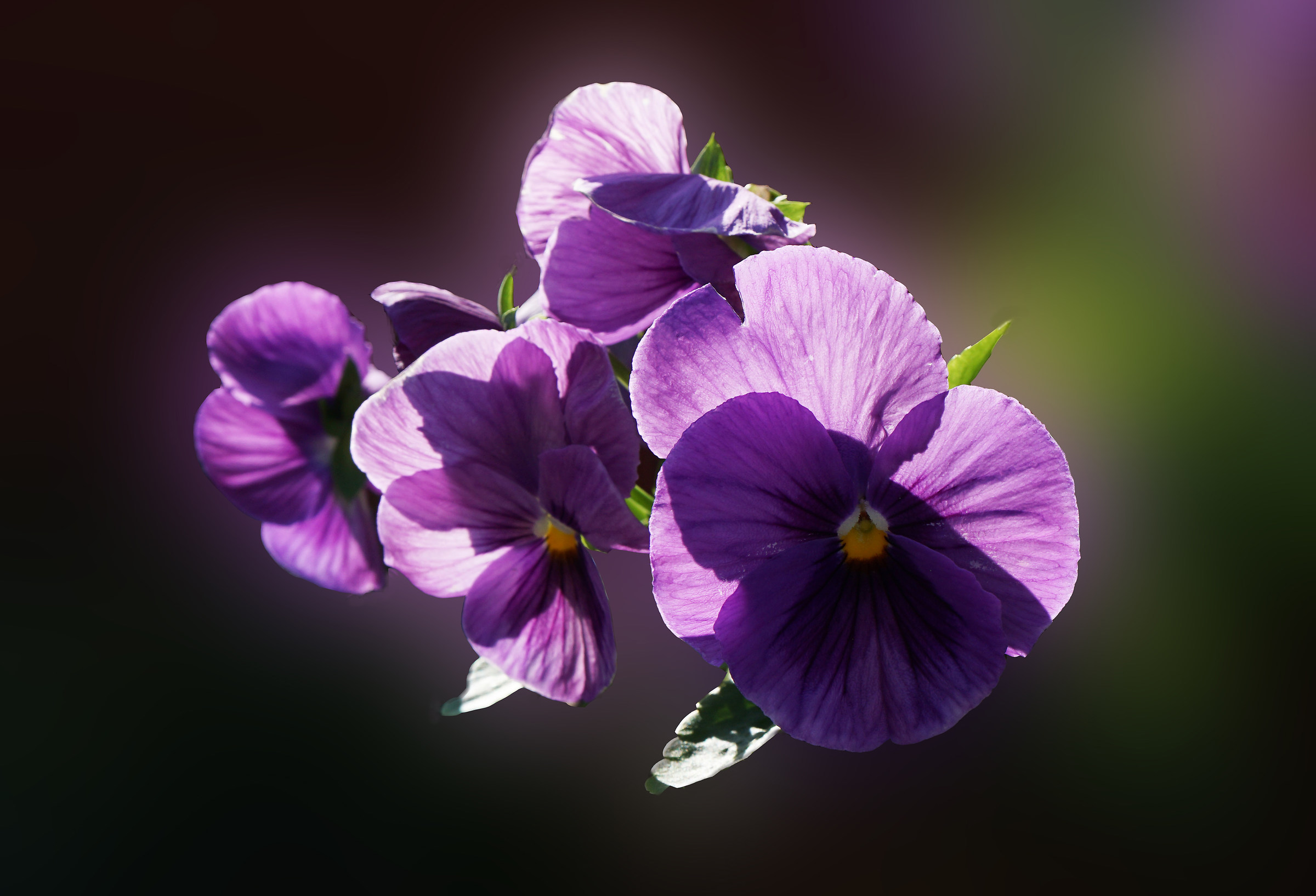 Viole viola