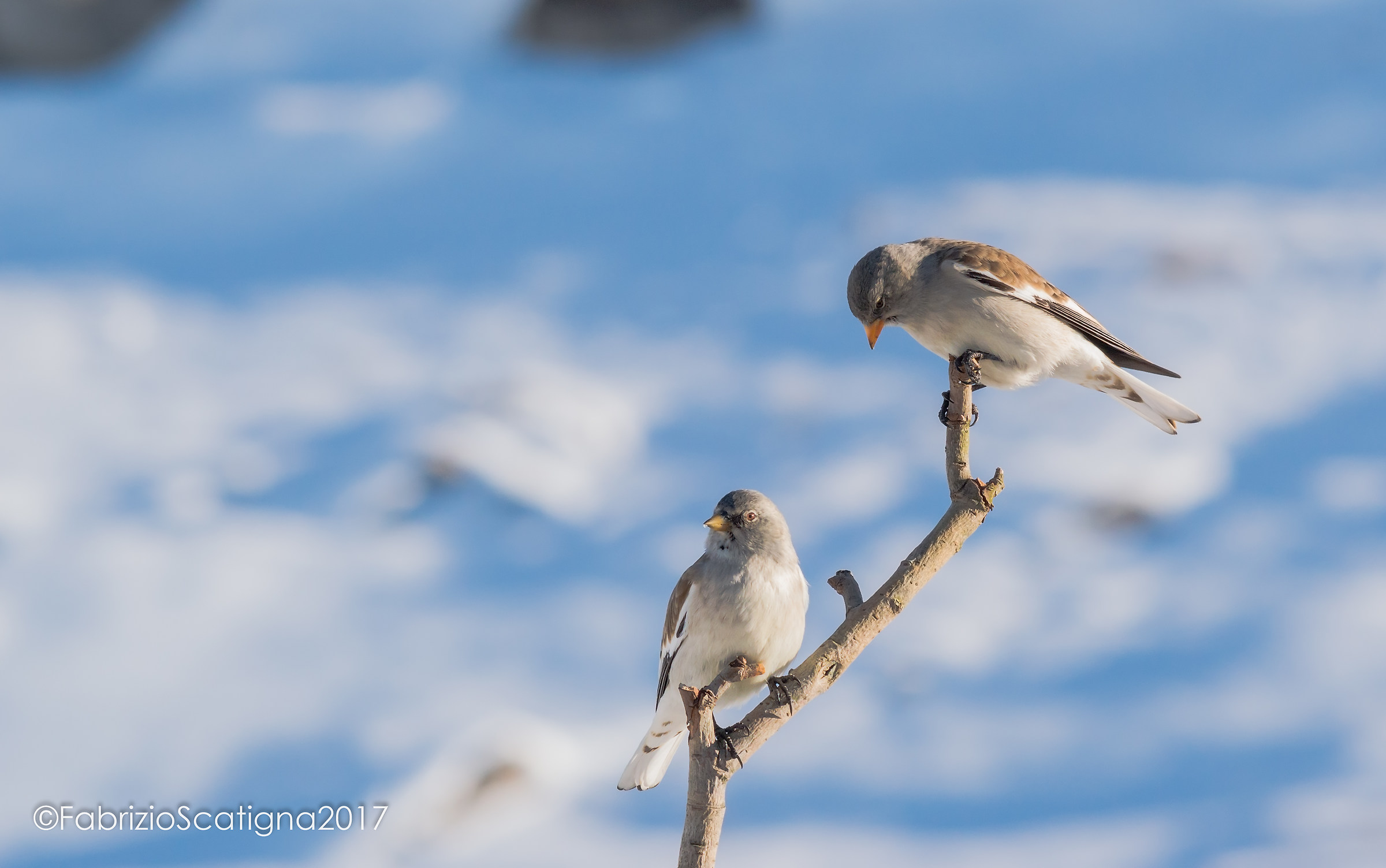 Alpine finches