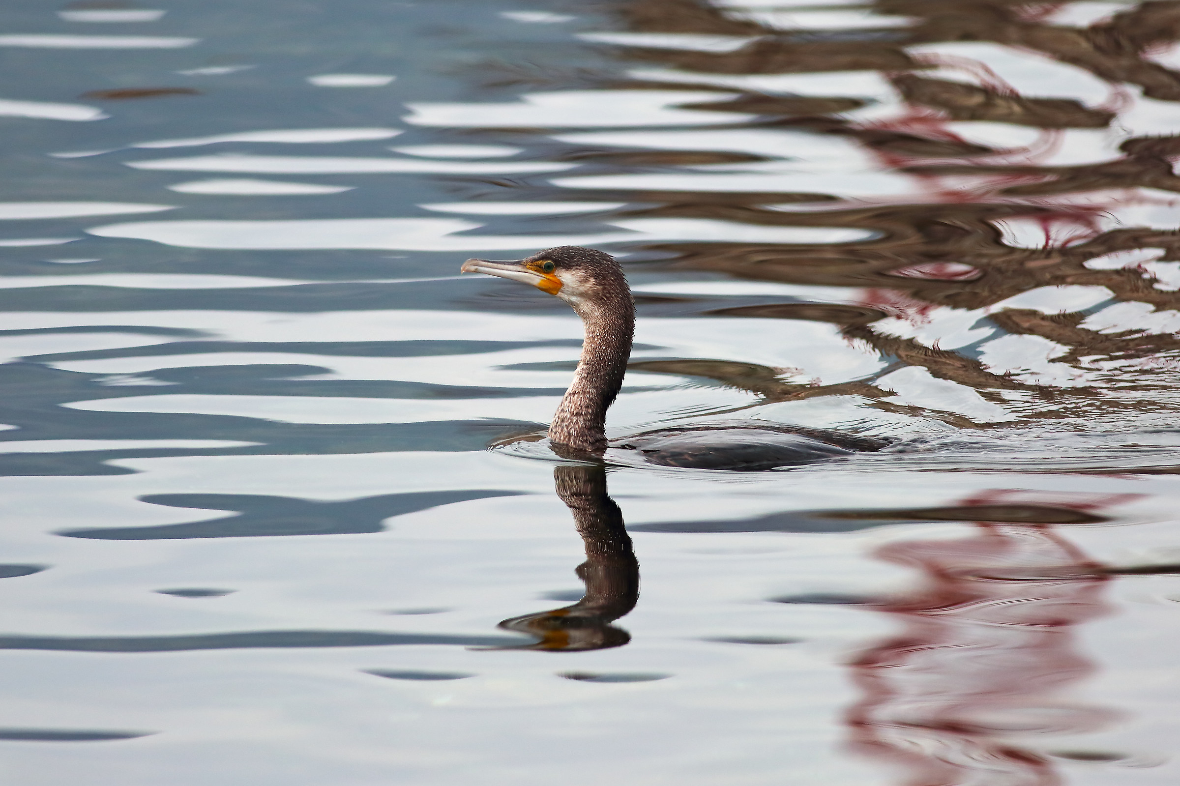 Cormorant