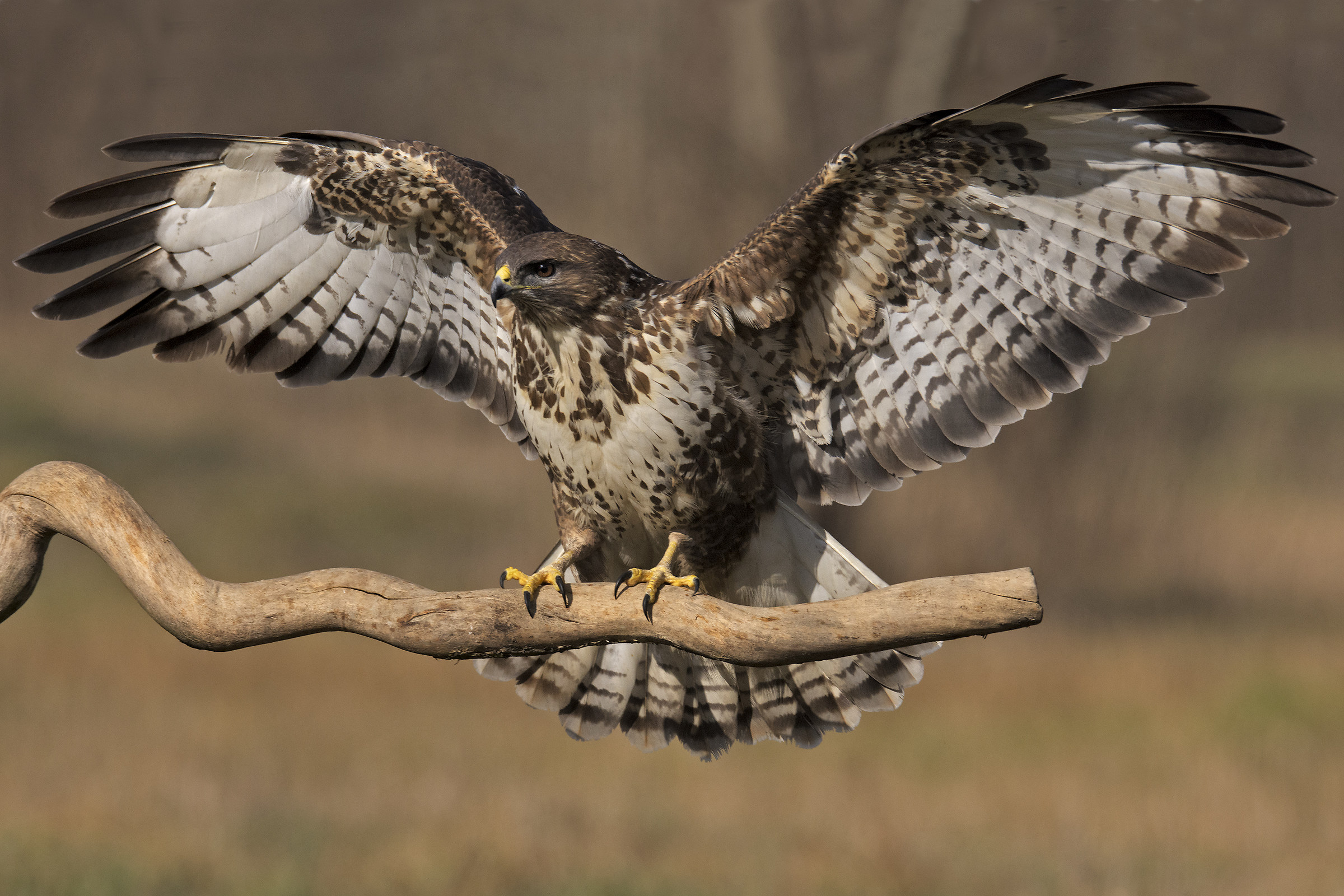 poiana (buteo buteo)