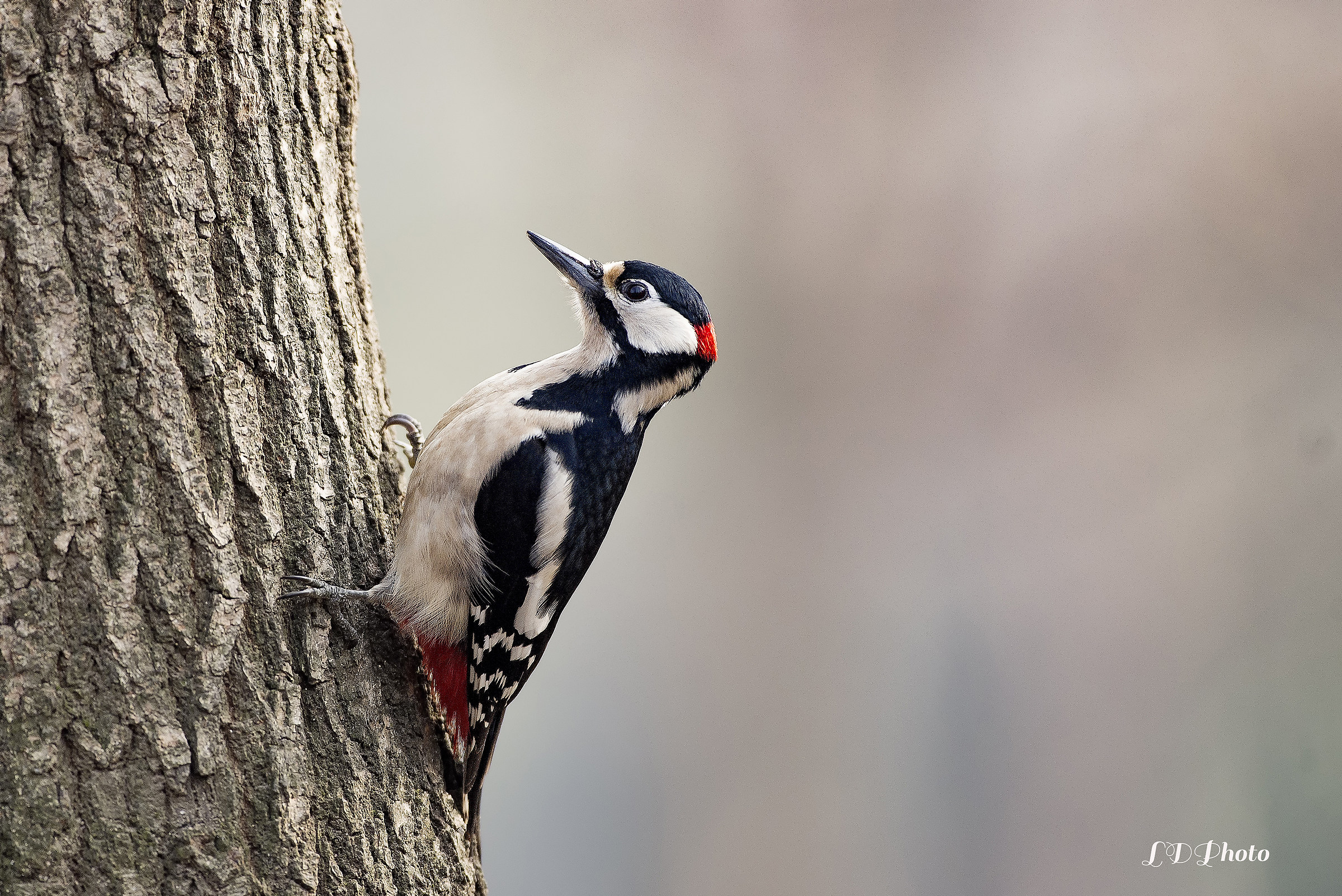 Picchio rosso maggiore