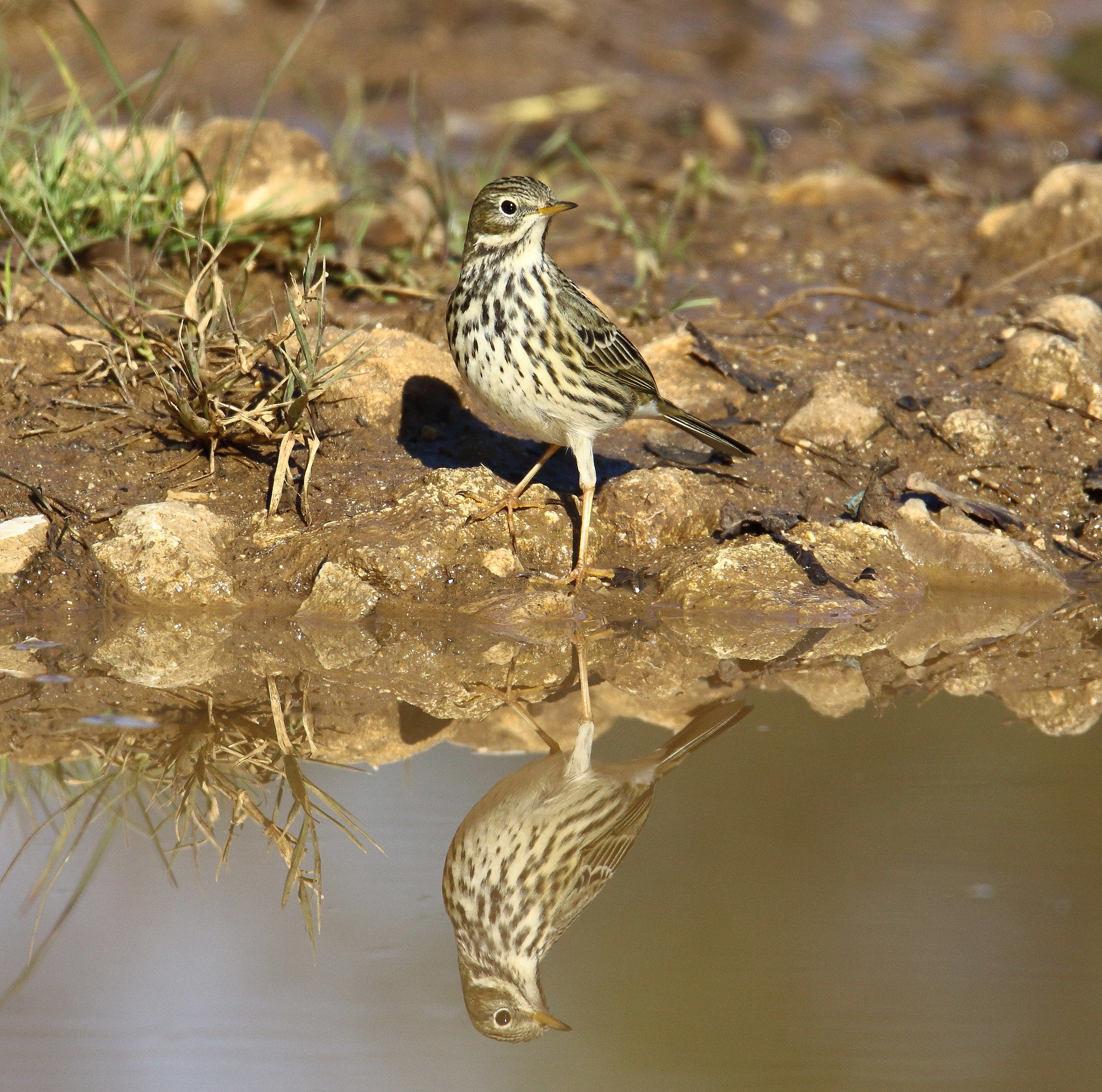 Meadow Pipit at the mirror