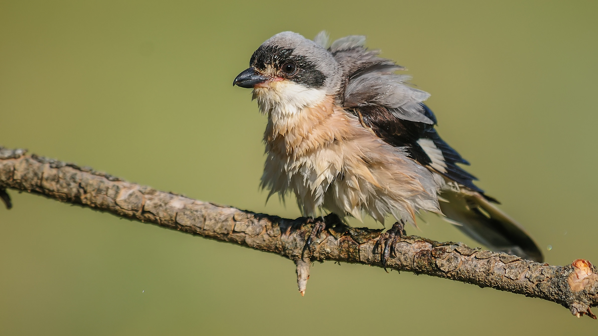 Lanius minor »Lanius minore