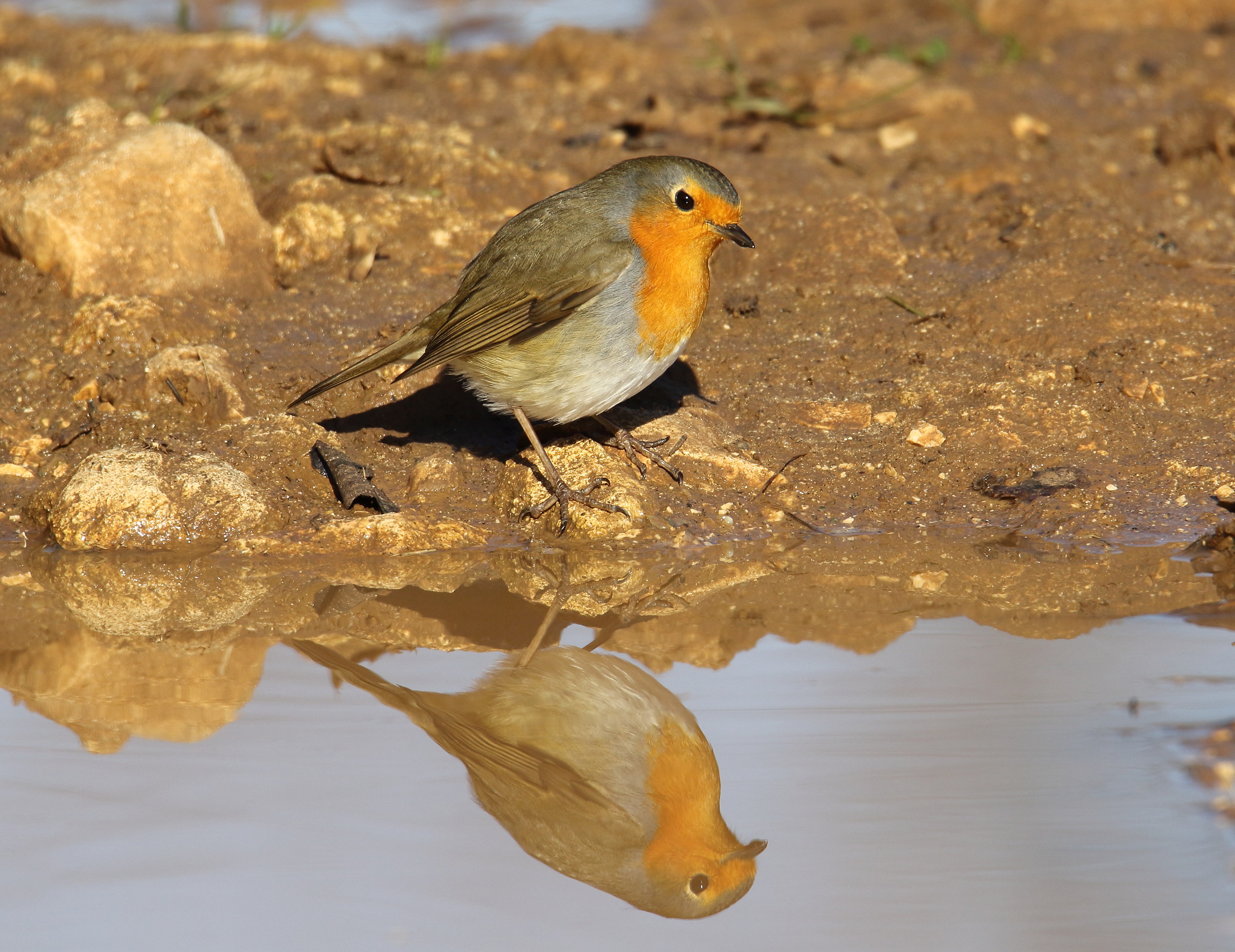 Robin at the mirror