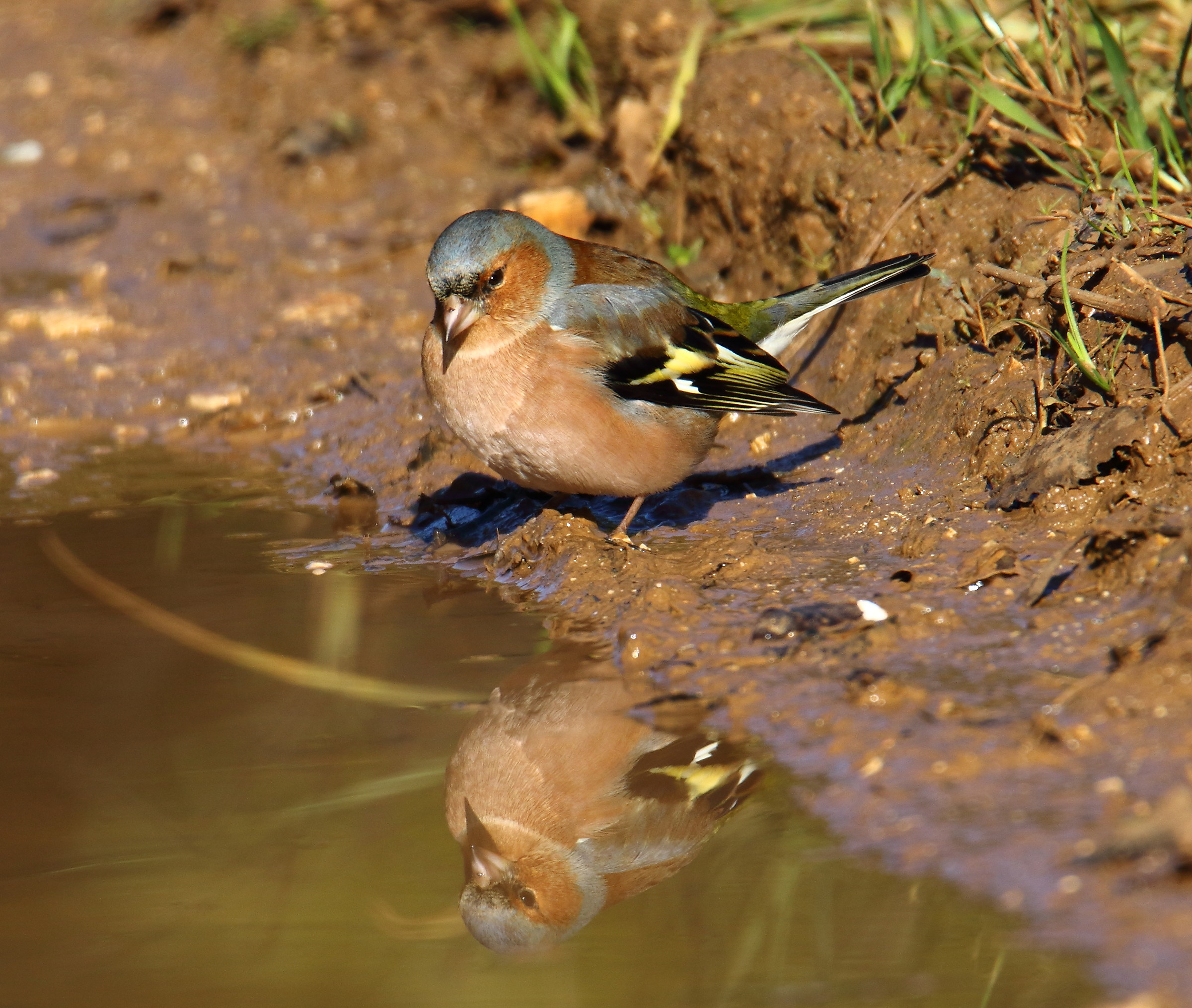 Chaffinch at the mirror
