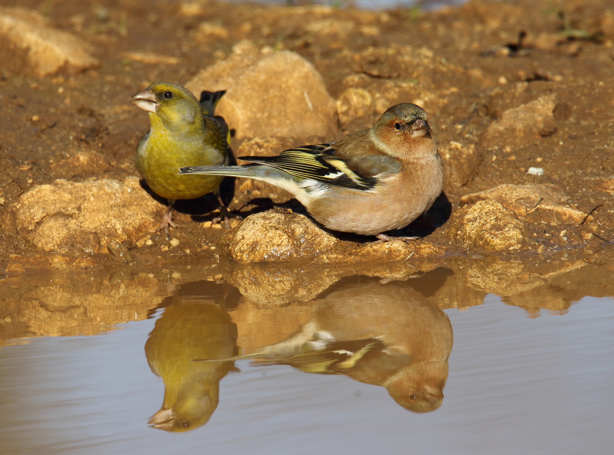 Greenfinch and Chaffinch at the mirror