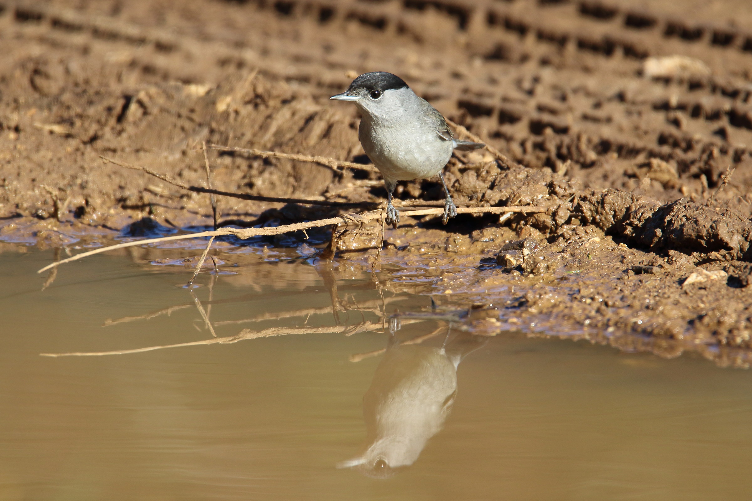 Blackcap at the mirror