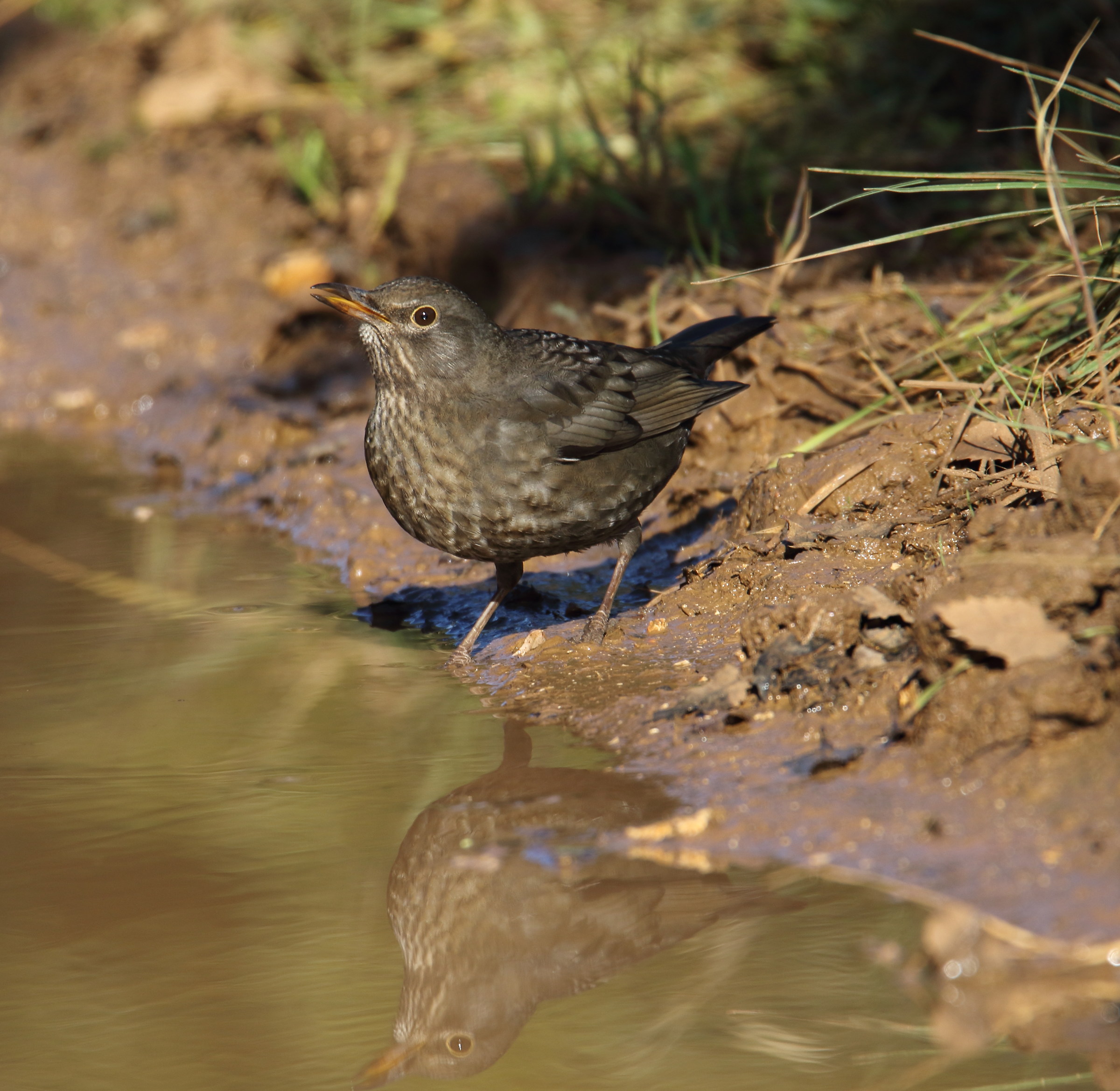 Young Blackbird